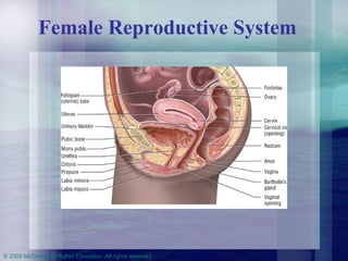 Female Reproductive System 