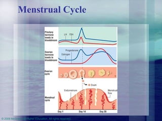 Menstrual Cycle 