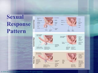 Sexual Response Pattern 