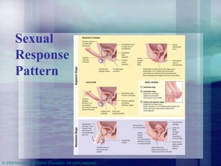Sexual Response Pattern 