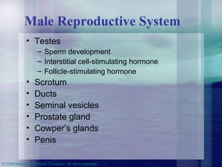 Male Reproductive System Testes Sperm development Interstitial cell-stimulating hormone Follicle-stimulating hormone Scrotum Ducts Seminal vesicles Prostate gland Cowper’s glands Penis 
