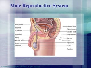 Male Reproductive System 