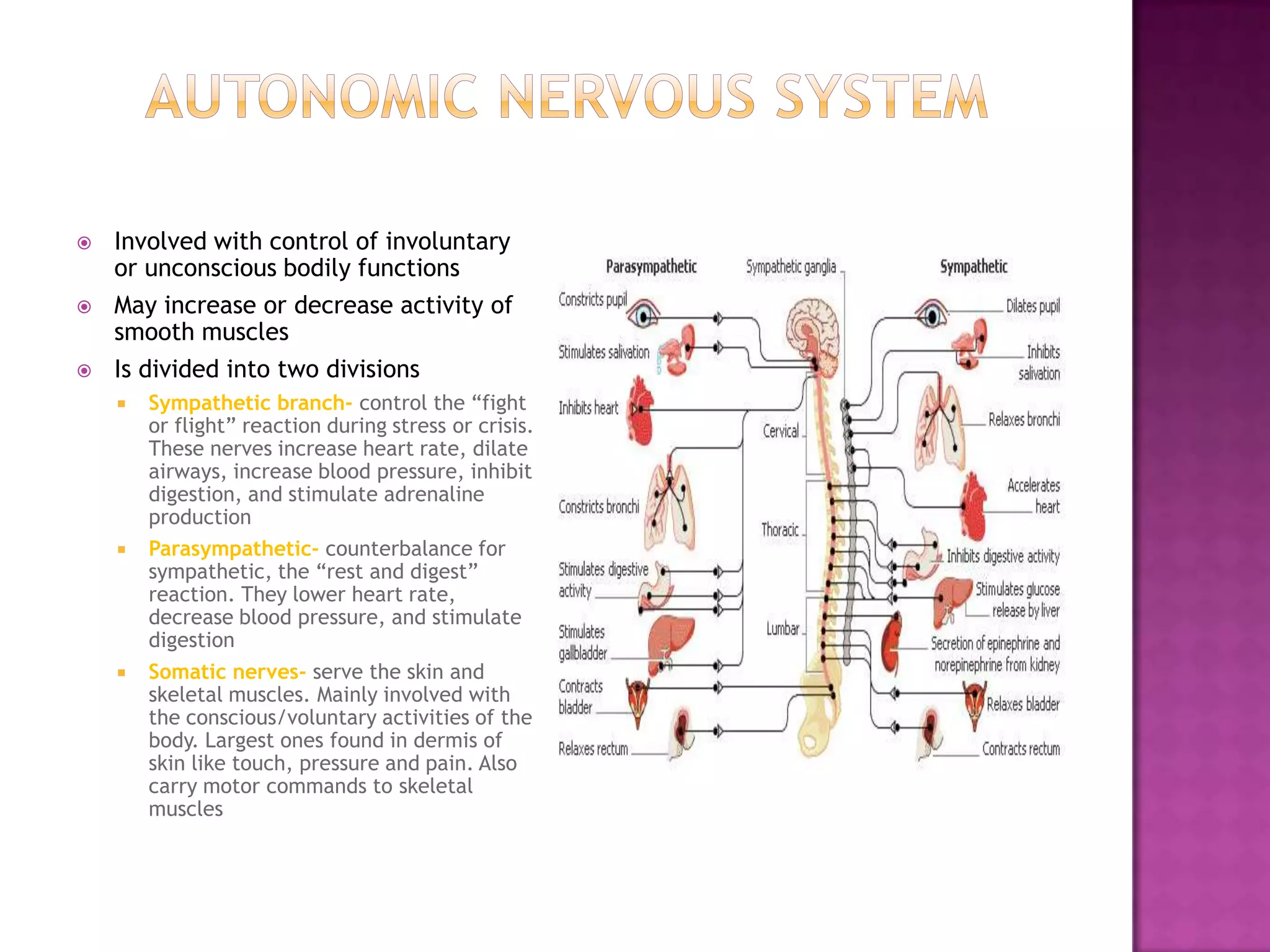 Autonomic nervous systemInvolved with control of involuntary or unconscious bodily functionsMay increase or decrease activity of smooth musclesIs divided into two divisionsSympathetic branch- control the “fight or flight” reaction during stress or crisis. These nerves increase heart rate, dilate airways, increase blood pressure, inhibit digestion, and stimulate adrenaline productionParasympathetic- counterbalance for sympathetic, the “rest and digest” reaction. They lower heart rate, decrease blood pressure, and stimulate digestionSomatic nerves- serve the skin and skeletal muscles. Mainly involved with the conscious/voluntary activities of the body. Largest ones found in dermis of skin like touch, pressure and pain. Also carry motor commands to skeletal muscles