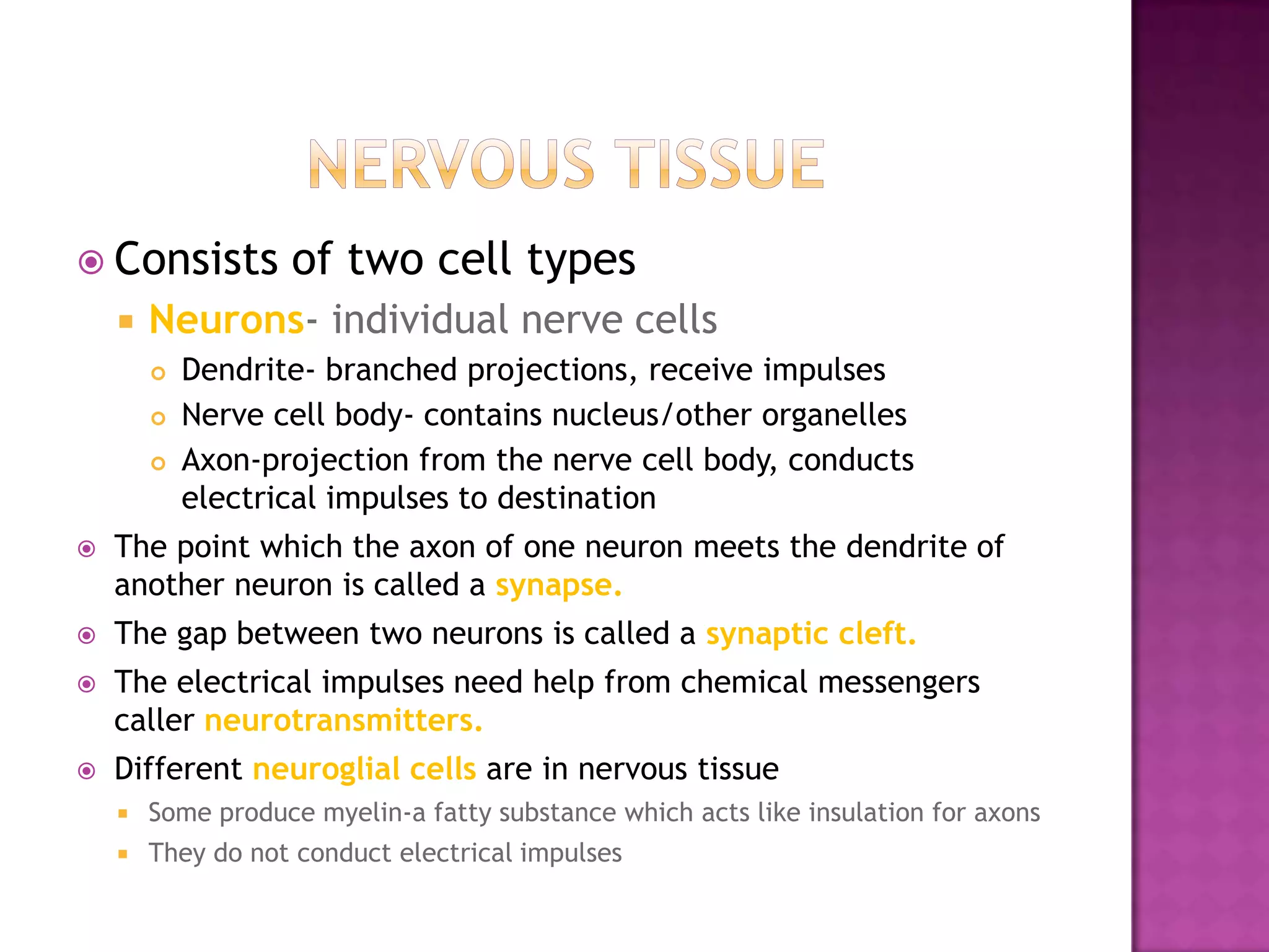 Nervous tissueConsists of two cell typesNeurons- individual nerve cellsDendrite- branched projections, receive impulsesNerve cell body- contains nucleus/other organellesAxon-projection from the nerve cell body, conducts electrical impulses to destinationThe point which the axon of one neuron meets the dendrite of another neuron is called a synapse.The gap between two neurons is called a synaptic cleft.The electrical impulses need help from chemical messengers caller neurotransmitters.Different neuroglial cells are in nervous tissueSome produce myelin-a fatty substance which acts like insulation for axonsThey do not conduct electrical impulses