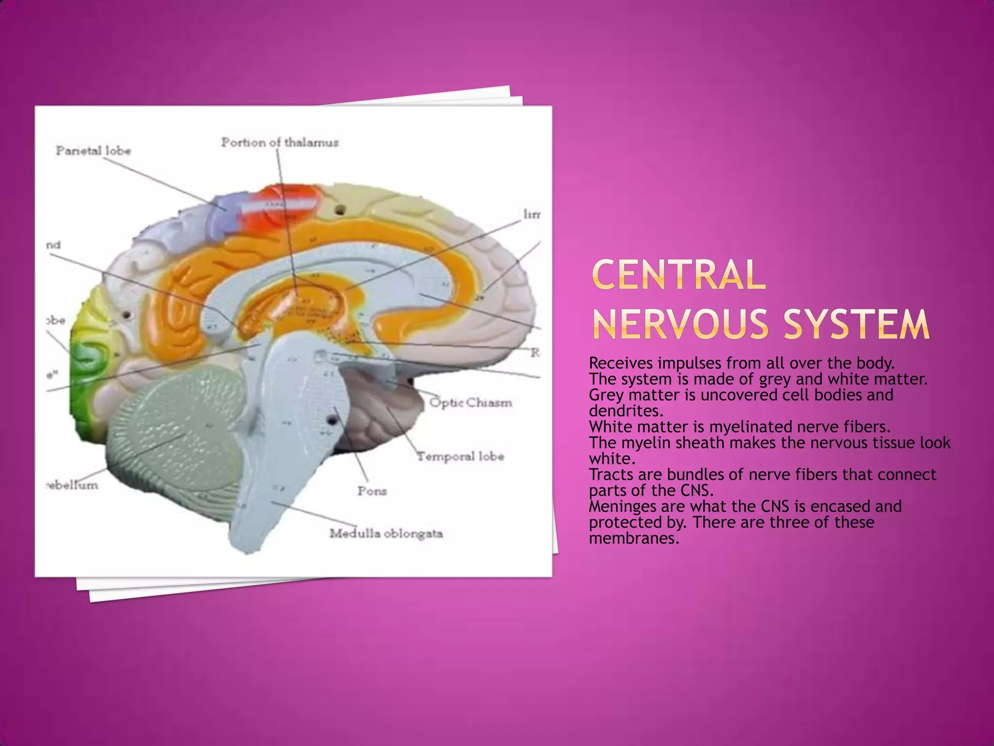 Central nervous systemReceives impulses from all over the body.The system is made of grey and white matter.Grey matter is uncovered cell bodies and dendrites.White matter is myelinated nerve fibers.The myelin sheath makes the nervous tissue look white.Tracts are bundles of nerve fibers that connect parts of the CNS.Meninges are what the CNS is encased and protected by. There are three of these membranes.