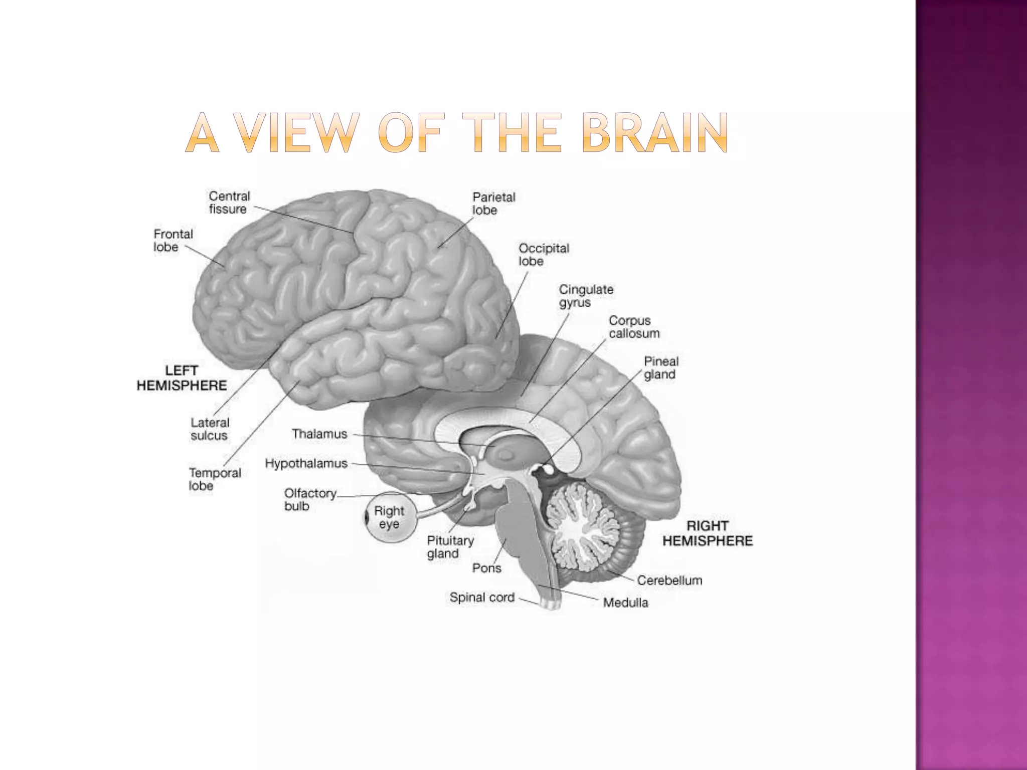 A view of the brain
