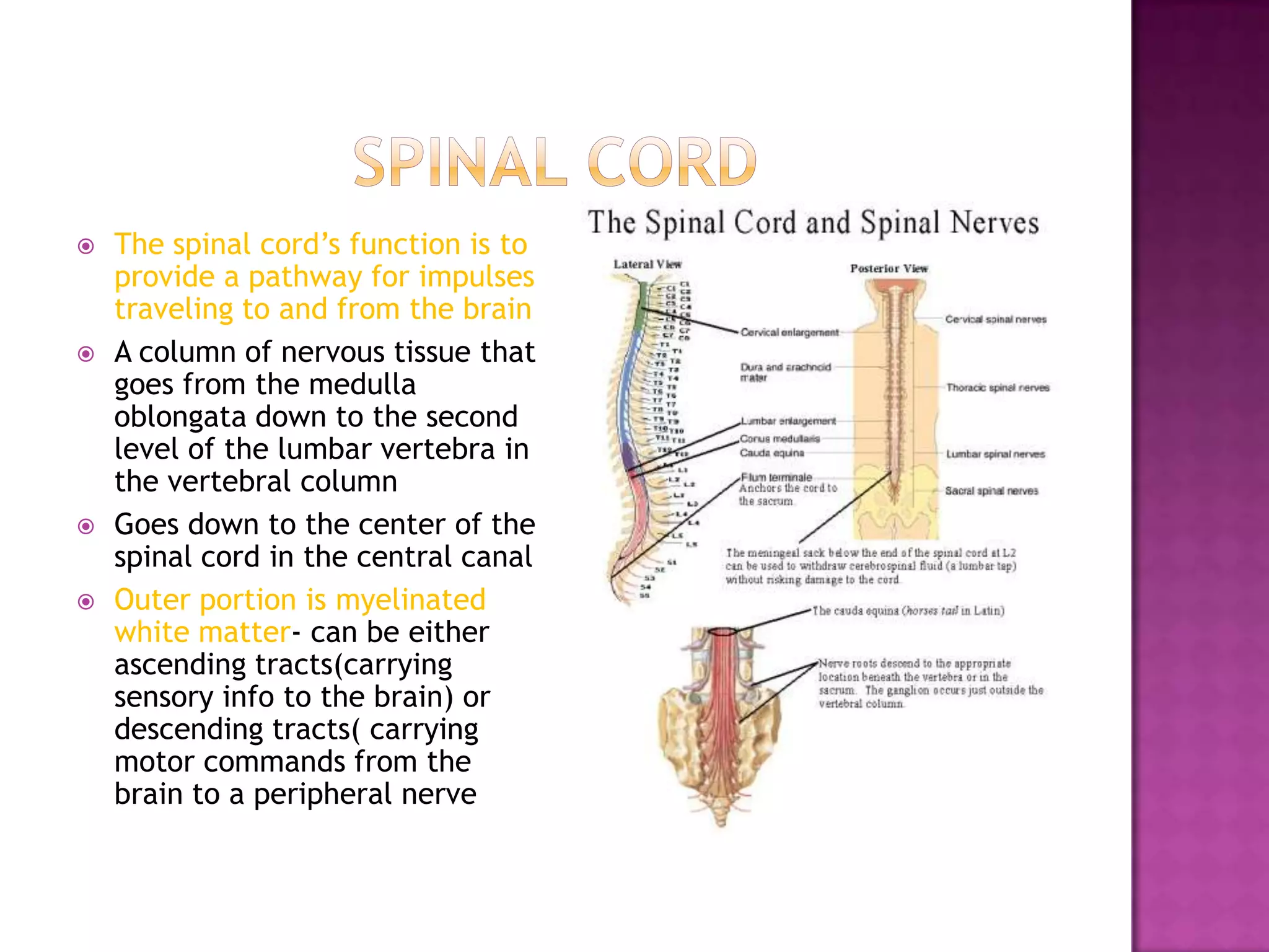 Spinal cordThe spinal cord’s function is to provide a pathway for impulses traveling to and from the brainA column of nervous tissue that goes from the medulla oblongata down to the second level of the lumbar vertebra in the vertebral columnGoes down to the center of the spinal cord in the central canalOuter portion is myelinated white matter- can be either ascending tracts(carrying sensory info to the brain) or descending tracts( carrying motor commands from the brain to a peripheral nerve