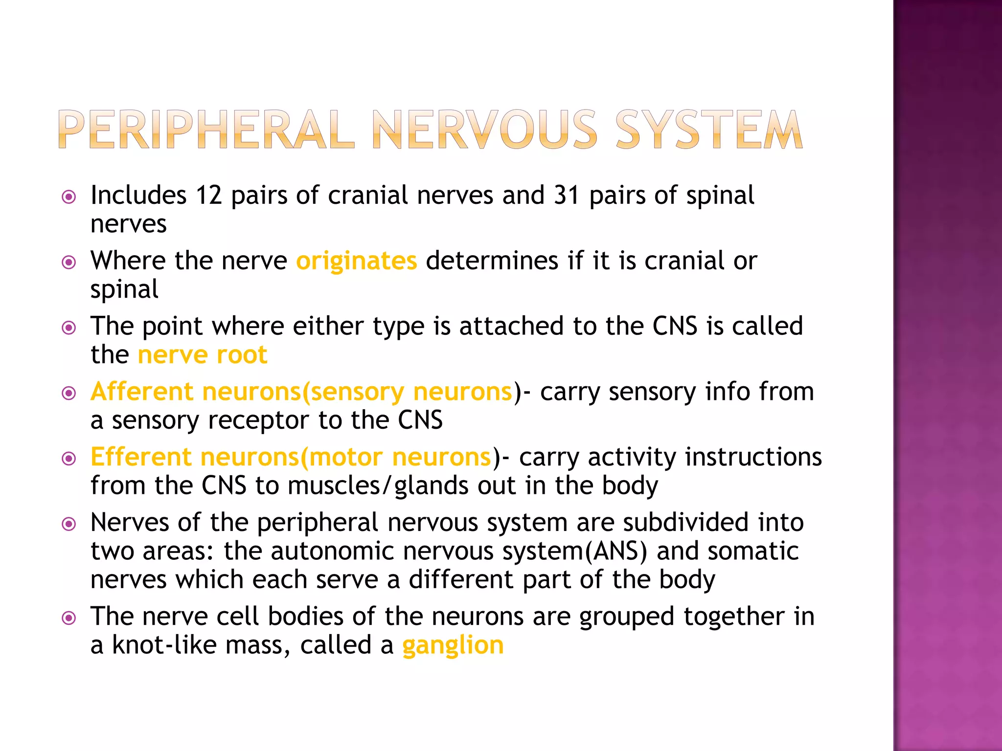Peripheral nervous systemIncludes 12 pairs of cranial nerves and 31 pairs of spinal nervesWhere the nerve originates determines if it is cranial or spinalThe point where either type is attached to the CNS is called the nerve rootAfferent neurons(sensory neurons)- carry sensory info from a sensory receptor to the CNSEfferent neurons(motor neurons)- carry activity instructions from the CNS to muscles/glands out in the bodyNerves of the peripheral nervous system are subdivided into two areas: the autonomic nervous system(ANS) and somatic nerves which each serve a different part of the bodyThe nerve cell bodies of the neurons are grouped together in a knot-like mass, called a ganglion