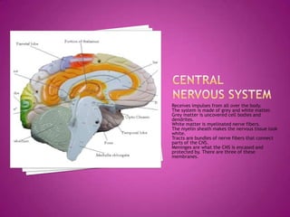 Central nervous systemReceives impulses from all over the body.The system is made of grey and white matter.Grey matter is uncovered cell bodies and dendrites.White matter is myelinated nerve fibers.The myelin sheath makes the nervous tissue look white.Tracts are bundles of nerve fibers that connect parts of the CNS.Meninges are what the CNS is encased and protected by. There are three of these membranes.