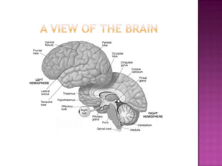 A view of the brain