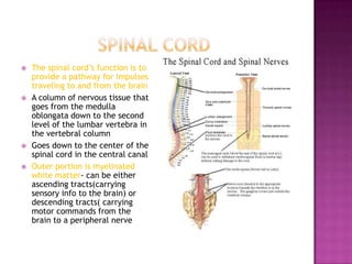 Spinal cordThe spinal cord’s function is to provide a pathway for impulses traveling to and from the brainA column of nervous tissue that goes from the medulla oblongata down to the second level of the lumbar vertebra in the vertebral columnGoes down to the center of the spinal cord in the central canalOuter portion is myelinated white matter- can be either ascending tracts(carrying sensory info to the brain) or descending tracts( carrying motor commands from the brain to a peripheral nerve