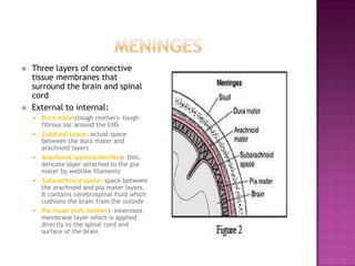 meningesThree layers of connective tissue membranes that surround the brain and spinal cordExternal to internal:Dura mater(tough mother)- tough fibrous sac around the CNSSubdural space- actual space between the dura mater and arachnoid layersArachnoid layer(spiderlike)- thin, delicate layer attached to the pia mater by weblike filamentsSubarachnoid space- space between the arachnoid and pia mater layers. It contains cerebrospinal fluid which cushions the brain from the outsidePia mater(soft mother)- innermost membrane layer which is applied directly to the spinal cord and surface of the brain 