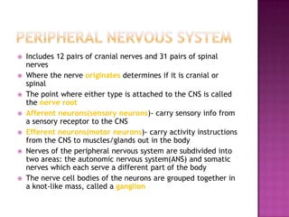 Peripheral nervous systemIncludes 12 pairs of cranial nerves and 31 pairs of spinal nervesWhere the nerve originates determines if it is cranial or spinalThe point where either type is attached to the CNS is called the nerve rootAfferent neurons(sensory neurons)- carry sensory info from a sensory receptor to the CNSEfferent neurons(motor neurons)- carry activity instructions from the CNS to muscles/glands out in the bodyNerves of the peripheral nervous system are subdivided into two areas: the autonomic nervous system(ANS) and somatic nerves which each serve a different part of the bodyThe nerve cell bodies of the neurons are grouped together in a knot-like mass, called a ganglion