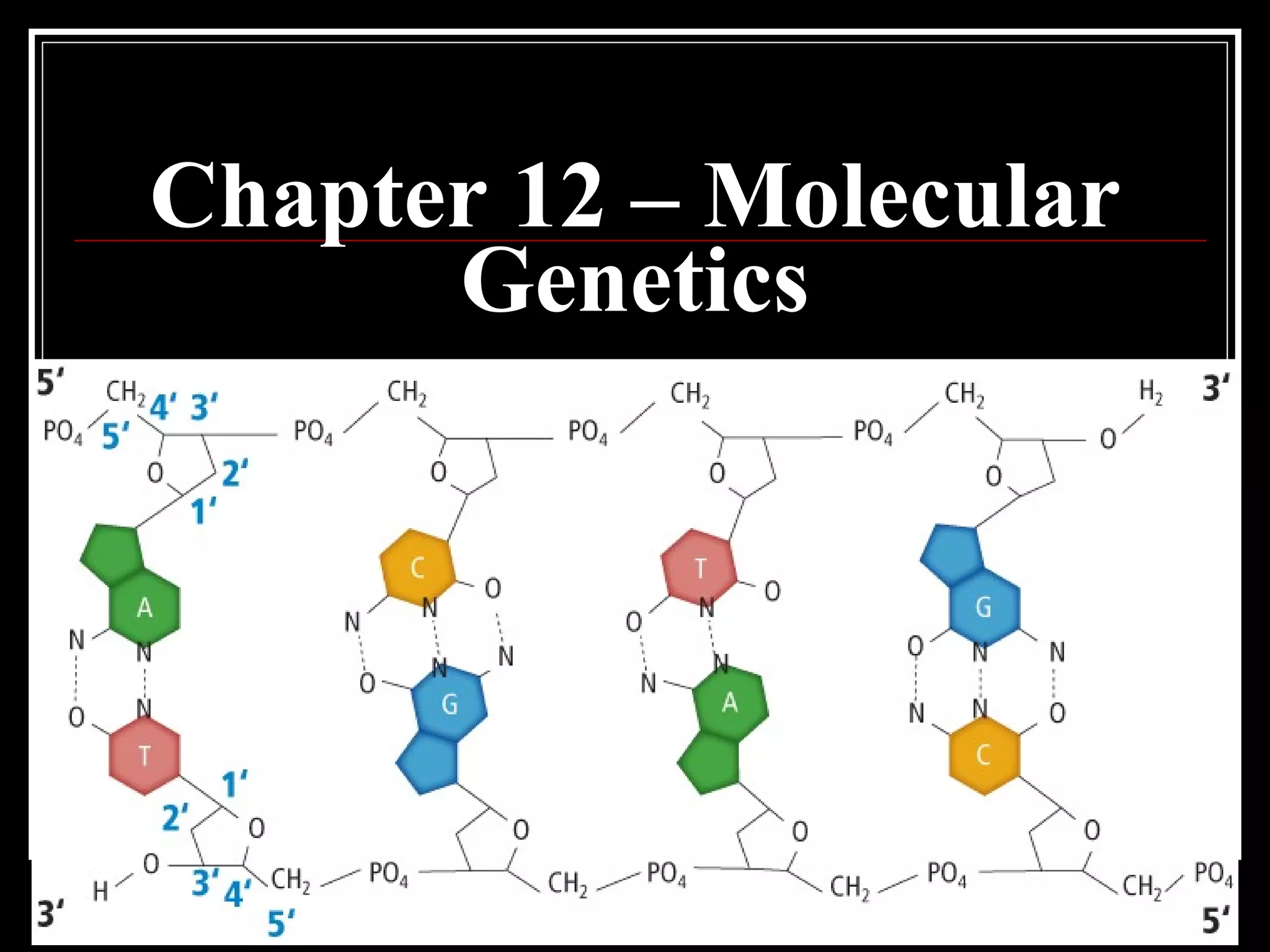 Chapter 12.1 molecular genetics | PPT