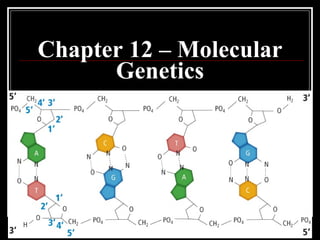 Chapter 12 – Molecular Genetics 