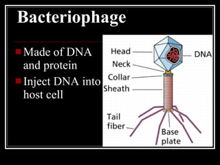 Chapter 12.1 molecular genetics | PPT
