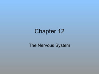 Chapter 12 The Nervous System 