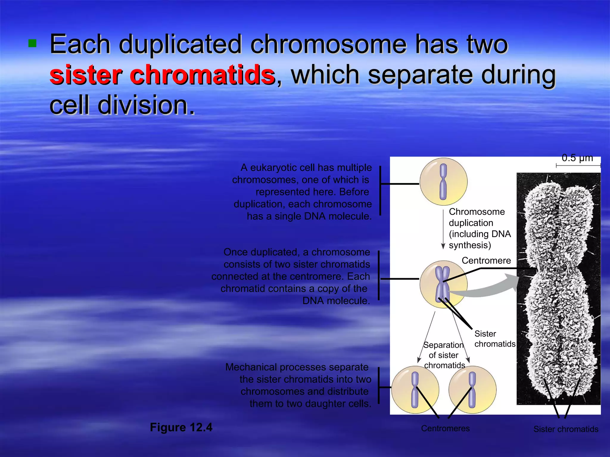 Each duplicated chromosome has two  sister chromatids , which separate during cell division. 0.5 µm Chromosome duplication (including DNA  synthesis) Centromere Separation  of sister  chromatids Sister chromatids Centromeres Sister chromatids A eukaryotic cell has multiple chromosomes, one of which is  represented here. Before  duplication, each chromosome has a single DNA molecule. Once duplicated, a chromosome consists of two sister chromatids connected at the centromere. Each chromatid contains a copy of the  DNA molecule. Mechanical processes separate  the sister chromatids into two  chromosomes and distribute  them to two daughter cells. Figure 12.4 