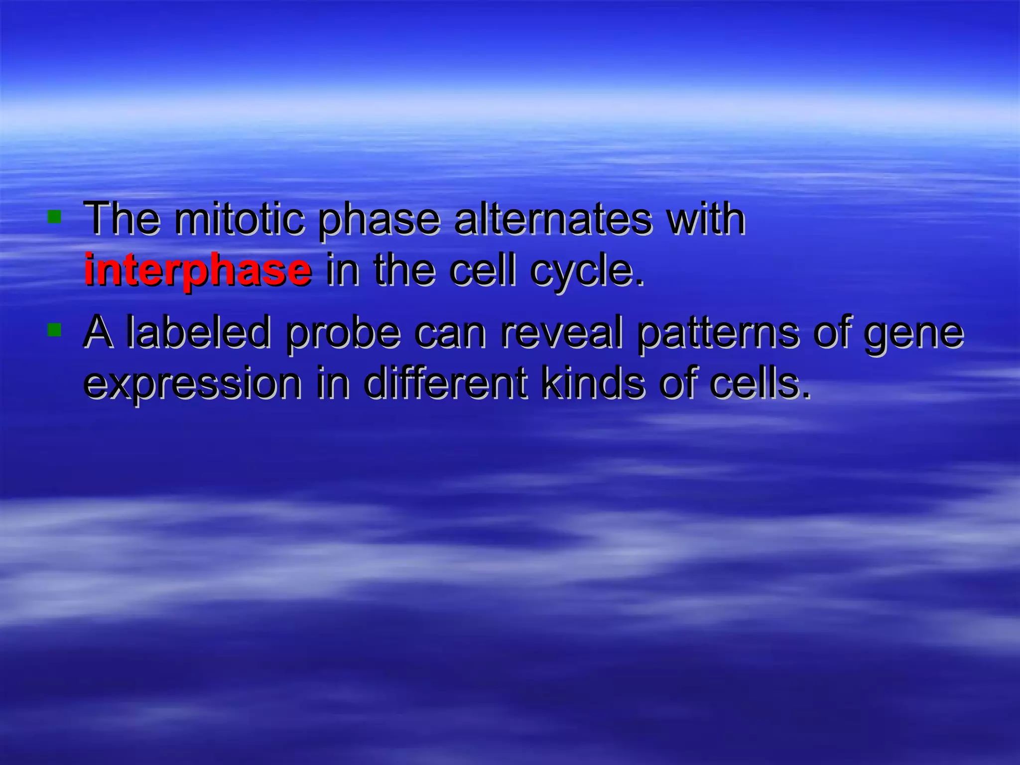The mitotic phase alternates with  interphase  in the cell cycle. A labeled probe can reveal patterns of gene expression in different kinds of cells. 