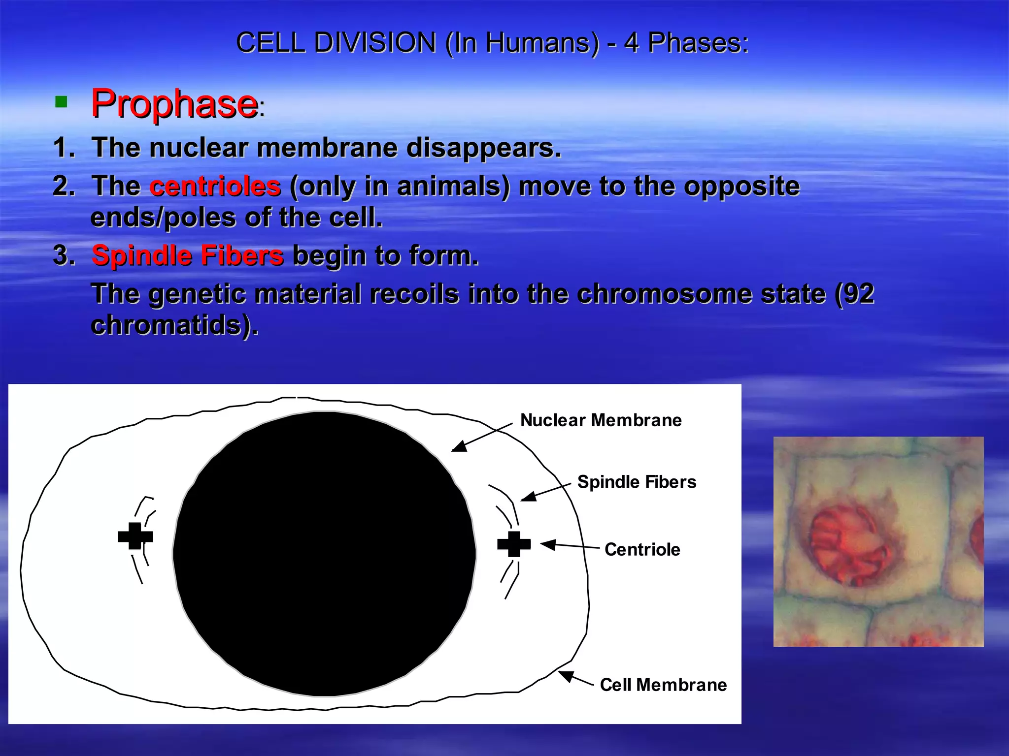 CELL DIVISION (In Humans) - 4 Phases:  Prophase :  1.  The nuclear membrane disappears.  2.  The  centrioles  (only in animals) move to the opposite ends/poles of the cell. 3.  Spindle Fibers  begin to form. The genetic material recoils into the chromosome state (92 chromatids).   