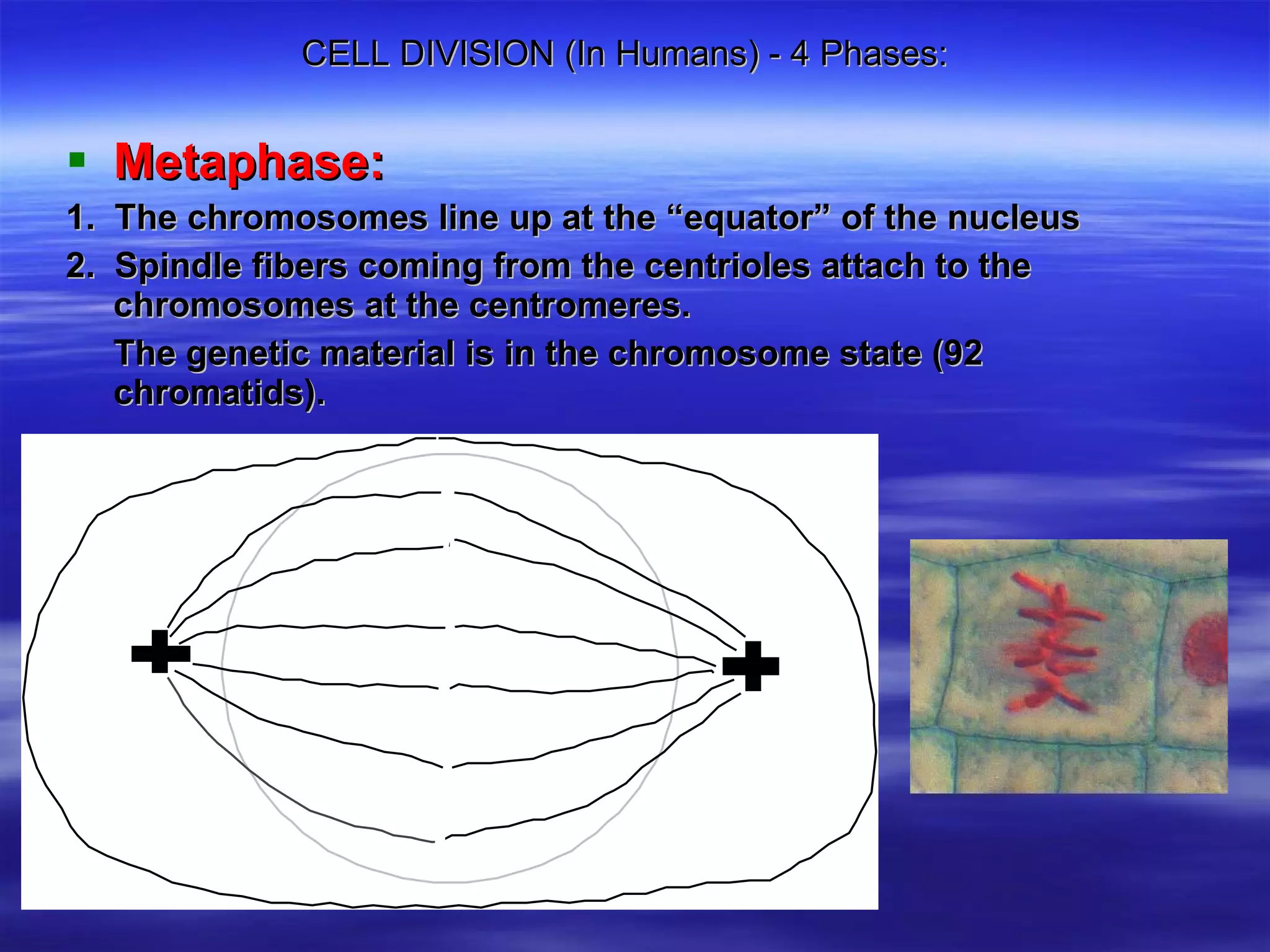 CELL DIVISION (In Humans) - 4 Phases: Metaphase:   1.  The chromosomes line up at the “equator” of the nucleus 2.  Spindle fibers coming from the centrioles attach to the chromosomes at the centromeres.  The genetic material is in the chromosome state (92 chromatids). 