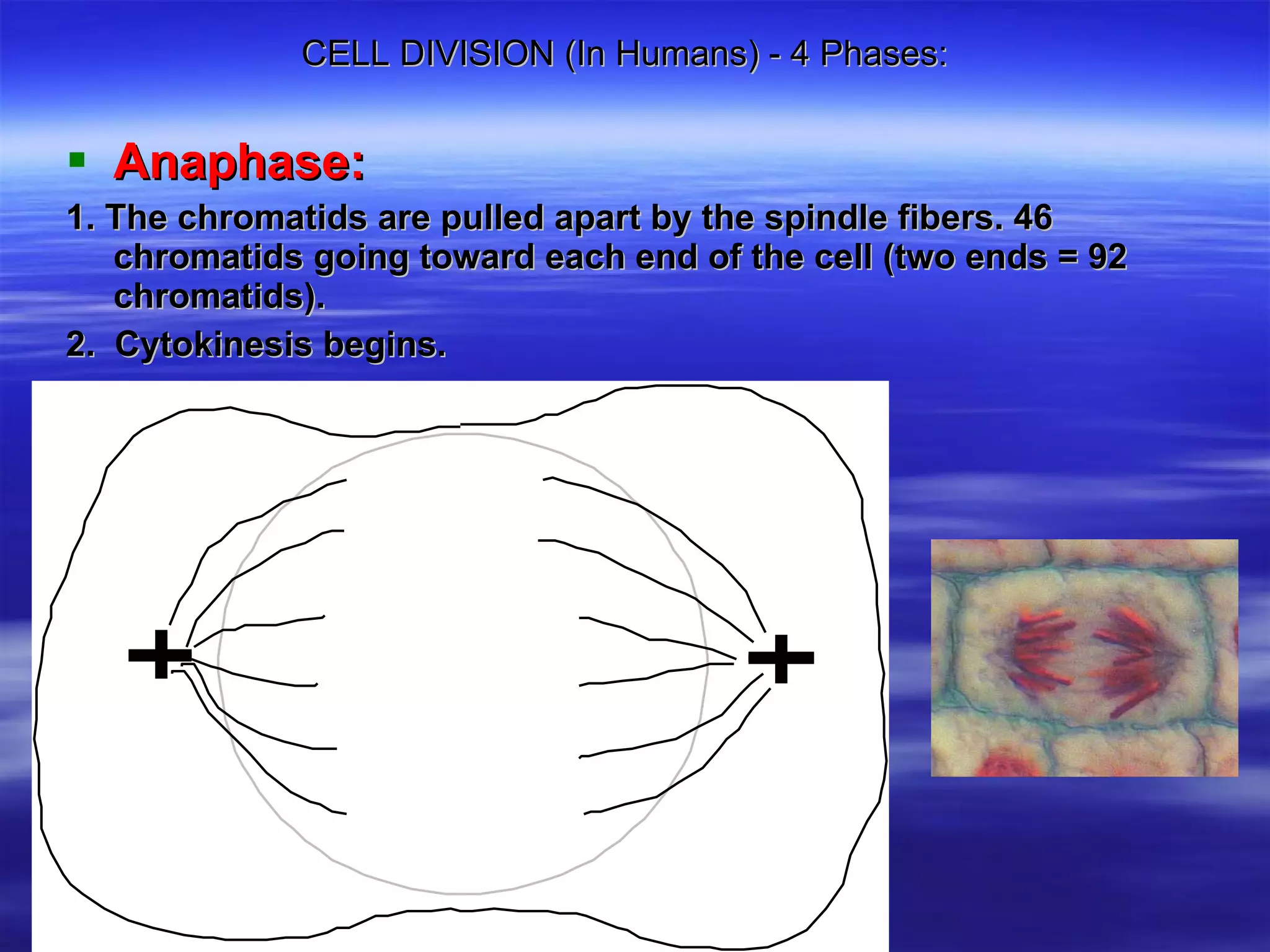 CELL DIVISION (In Humans) - 4 Phases: Anaphase:   1. The chromatids are pulled apart by the spindle fibers. 46 chromatids going toward each end of the cell (two ends = 92 chromatids). 2.  Cytokinesis begins.   