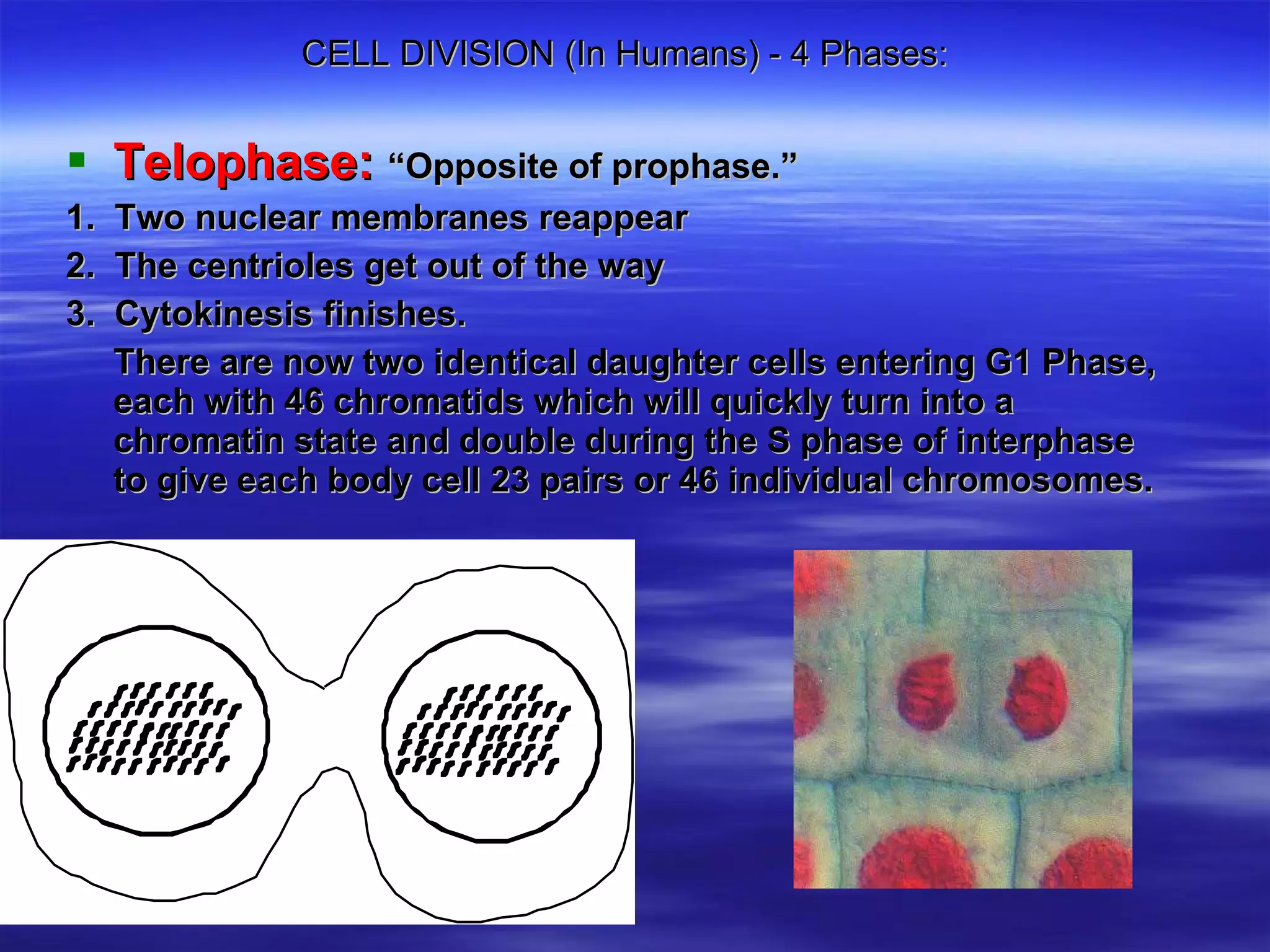 CELL DIVISION (In Humans) - 4 Phases: Telophase:   “Opposite of prophase.”  1.  Two nuclear membranes reappear 2.  The centrioles get out of the way 3.  Cytokinesis finishes.  There are now two identical daughter cells entering G1 Phase, each with 46 chromatids which will quickly turn into a chromatin state and double during the S phase of interphase to give each body cell 23 pairs or 46 individual chromosomes. 
