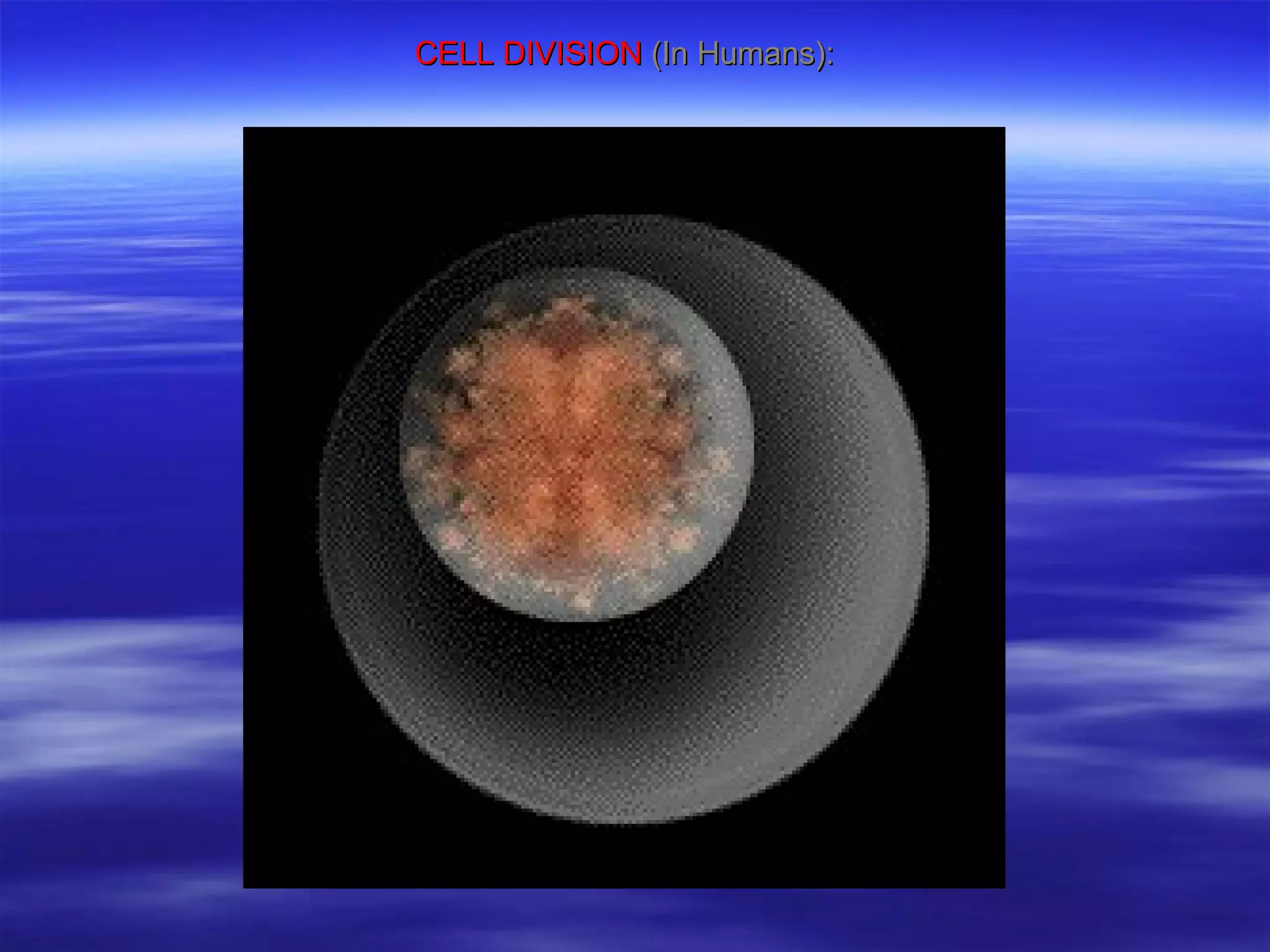 CELL DIVISION  (In Humans): 