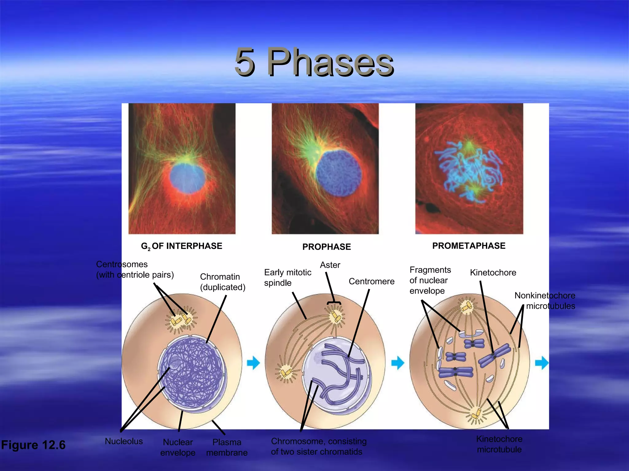 5 Phases G 2  OF INTERPHASE PROPHASE PROMETAPHASE Centrosomes (with centriole pairs) Chromatin (duplicated) Early mitotic spindle Aster Centromere Fragments of nuclear envelope Kinetochore Nucleolus Nuclear envelope Plasma membrane Chromosome, consisting of two sister chromatids Kinetochore  microtubule  Figure 12.6 Nonkinetochore microtubules 