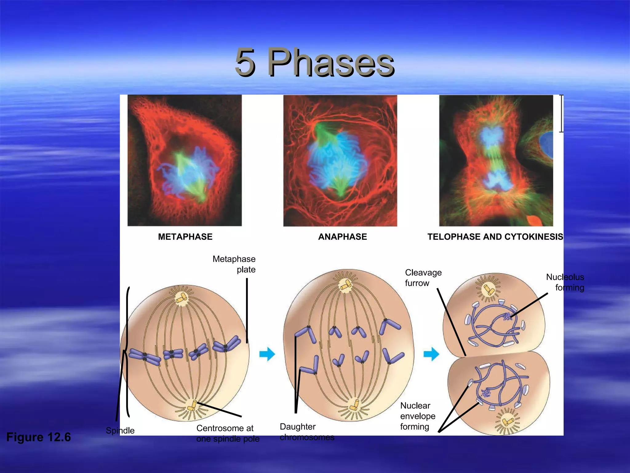 5 Phases Centrosome at  one spindle pole Daughter  chromosomes METAPHASE ANAPHASE TELOPHASE AND CYTOKINESIS Spindle Metaphase plate Nucleolus forming Cleavage furrow Nuclear  envelope forming Figure 12.6 