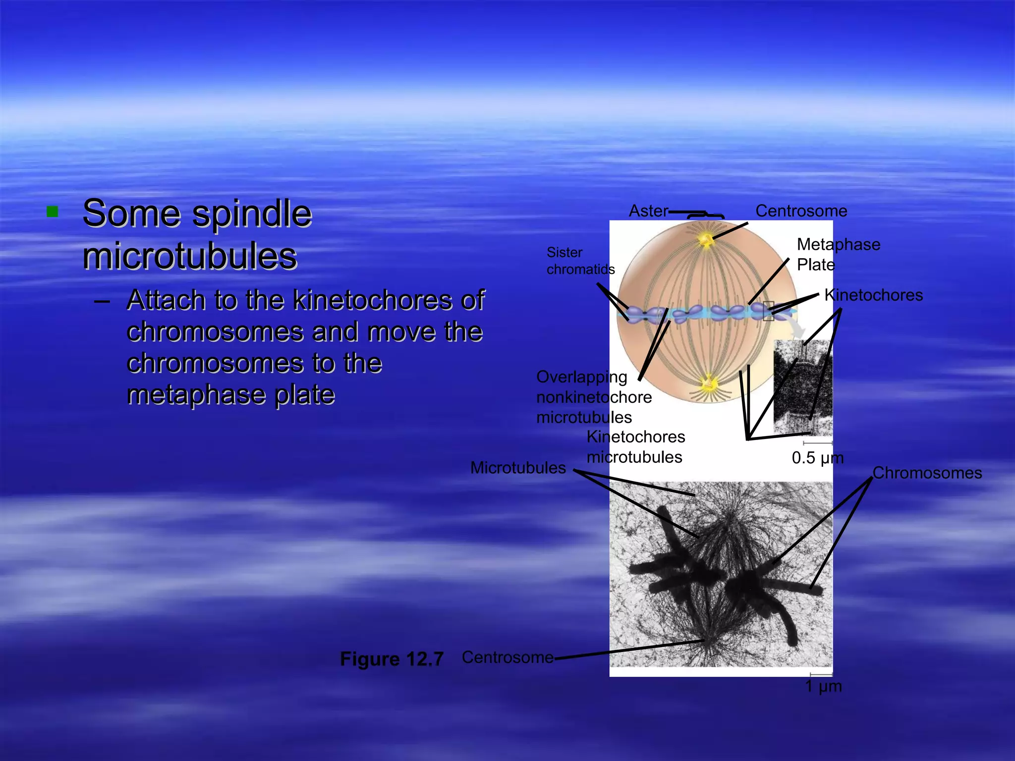 Some spindle microtubules Attach to the kinetochores of chromosomes and move the chromosomes to the metaphase plate Centrosome Aster Sister chromatids Metaphase Plate Kinetochores Overlapping nonkinetochore microtubules Kinetochores microtubules Centrosome Chromosomes Microtubules 0.5 µm 1 µm Figure 12.7 