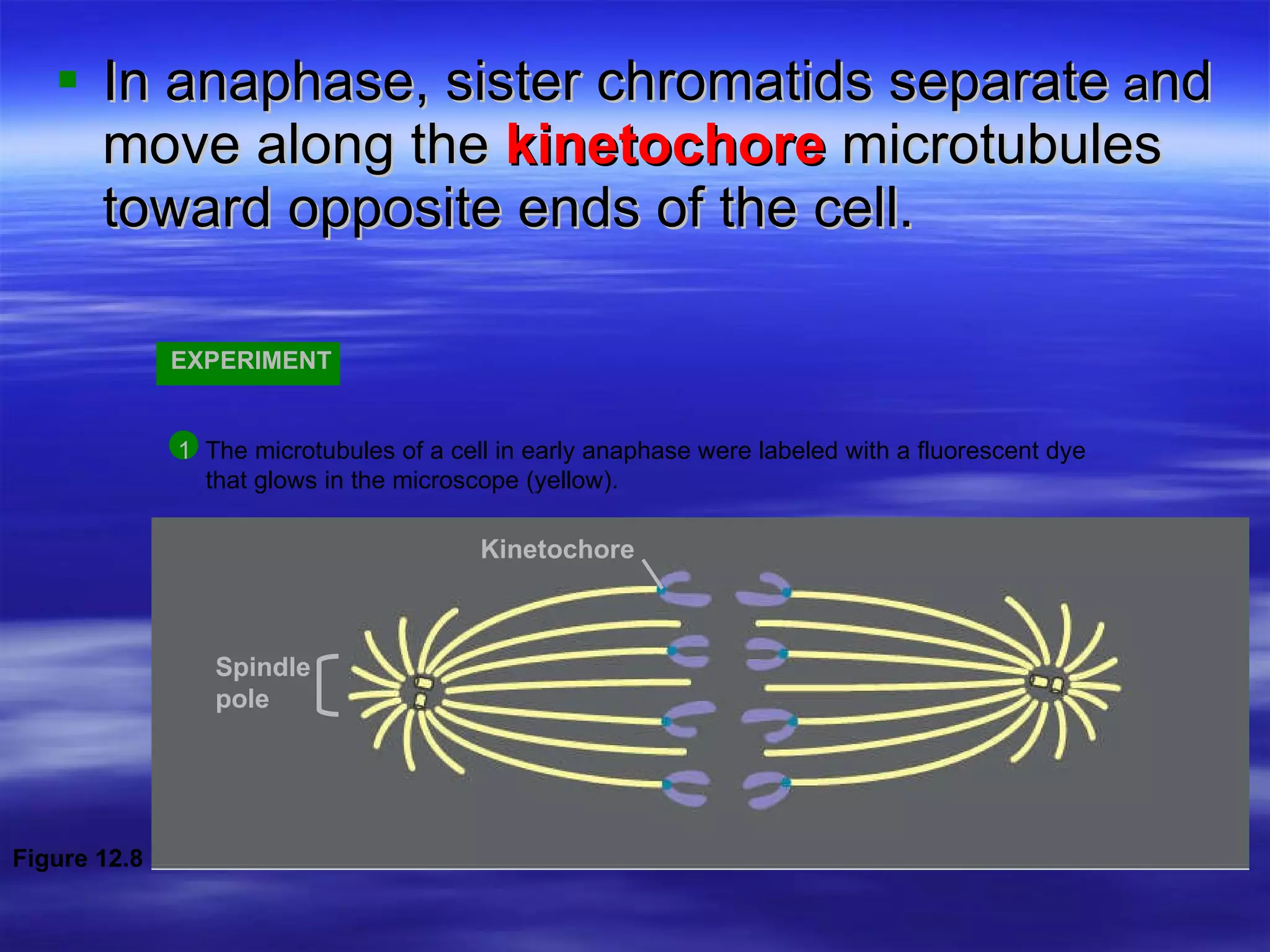 In anaphase, sister chromatids separate  a nd move along the  kinetochore  microtubules toward opposite ends of the cell. EXPERIMENT 1   The microtubules of a cell in early anaphase were labeled with a fluorescent dye    that glows in the microscope (yellow). Spindle pole Kinetochore Figure 12.8 
