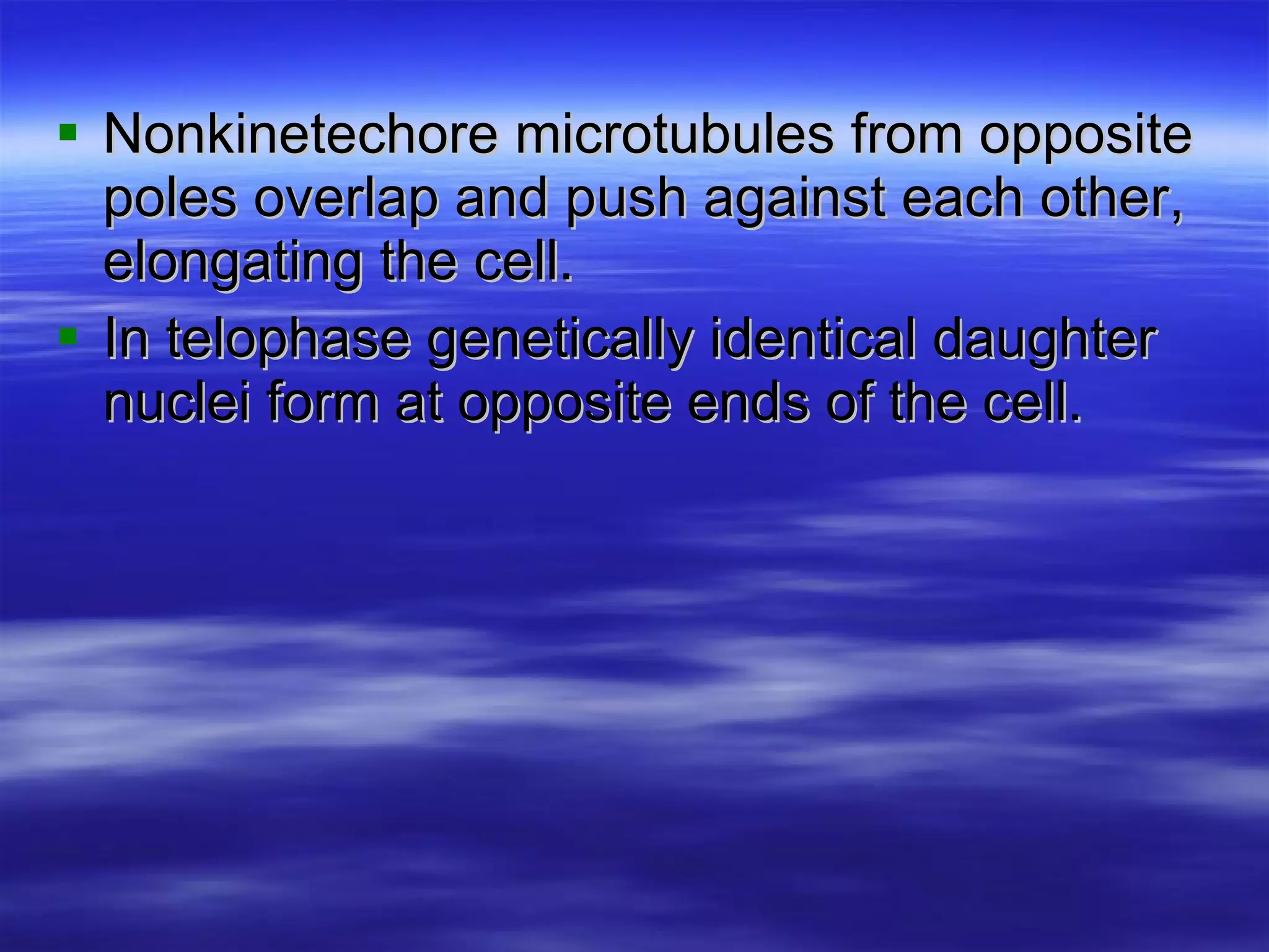 Nonkinetechore microtubules from opposite poles overlap and push against each other, elongating the cell. In telophase genetically identical daughter nuclei form at opposite ends of the cell. 