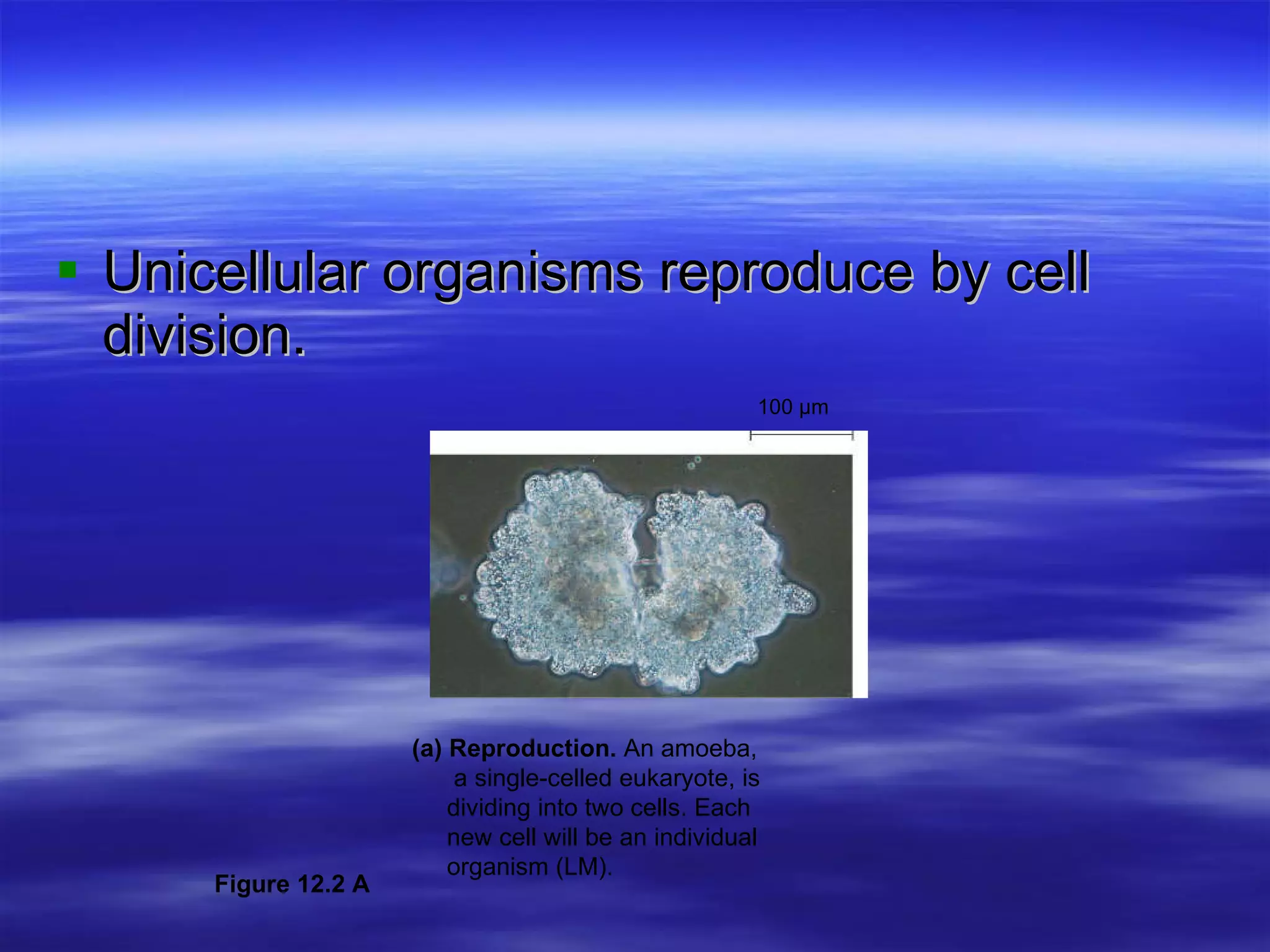 Unicellular organisms reproduce by cell division. 100 µm (a) Reproduction.  An amoeba,    a single-celled eukaryote, is    dividing into two cells. Each    new cell will be an individual   organism (LM). Figure 12.2 A 