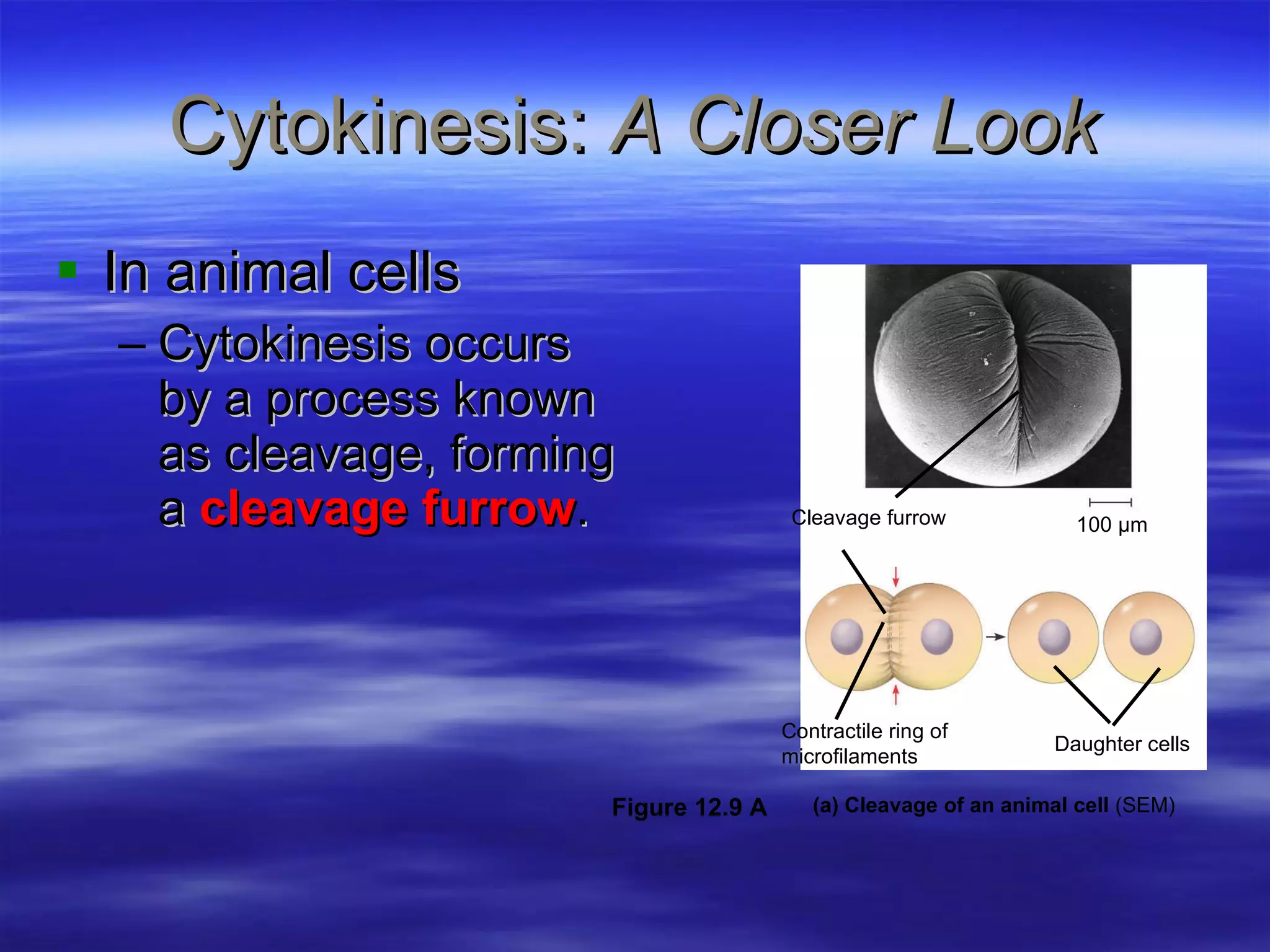 Cytokinesis:  A Closer Look In animal cells Cytokinesis occurs by a process known as cleavage, forming a  cleavage furrow . Cleavage furrow Contractile ring of  microfilaments Daughter cells 100 µm (a) Cleavage of an animal cell  (SEM) Figure 12.9 A 