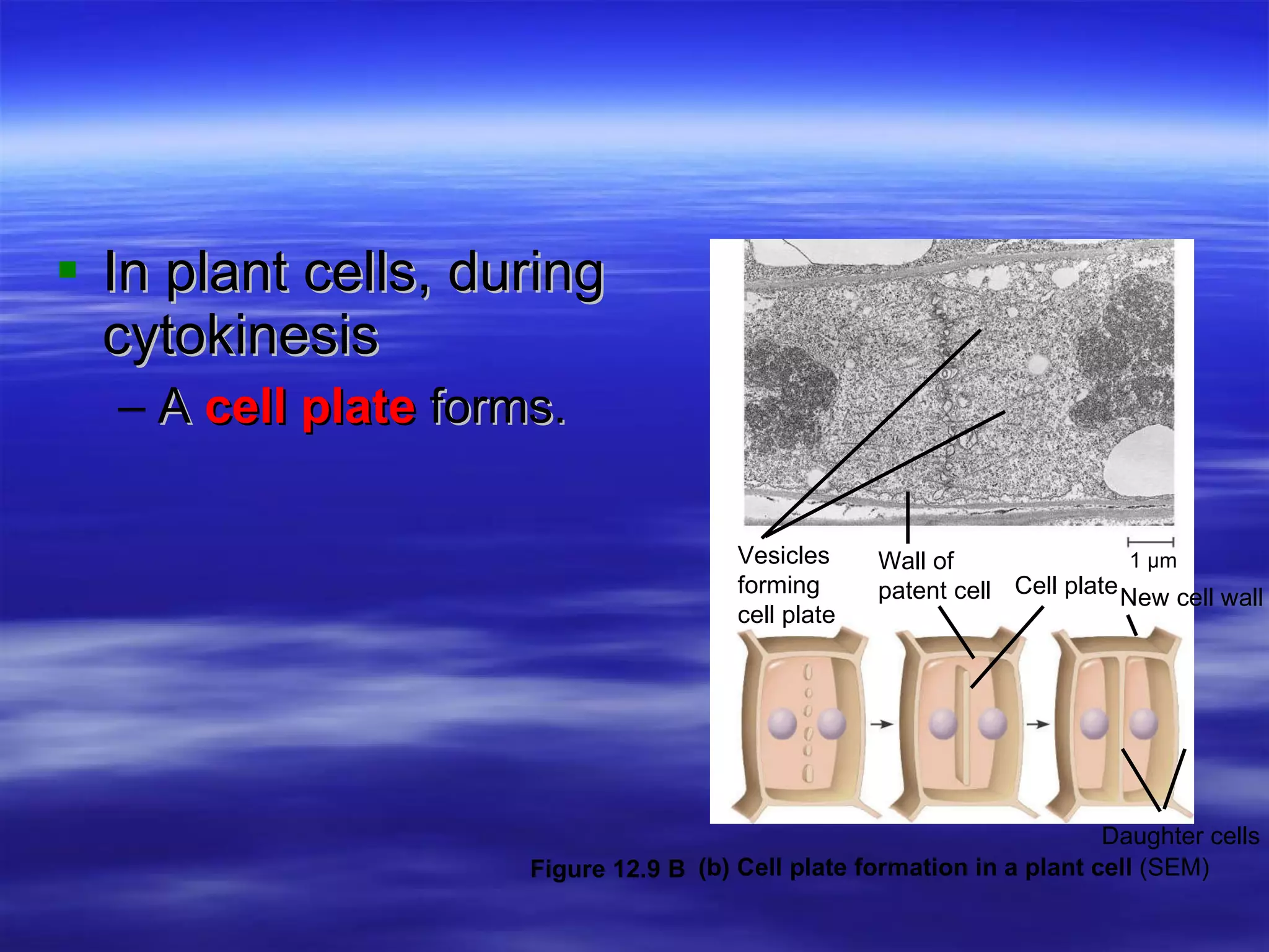 In plant cells, during cytokinesis A  cell plate  forms. Daughter cells 1 µm Vesicles forming  cell plate Wall of  patent cell Cell plate New cell wall (b) Cell plate formation in a plant cell  (SEM) Figure 12.9 B  