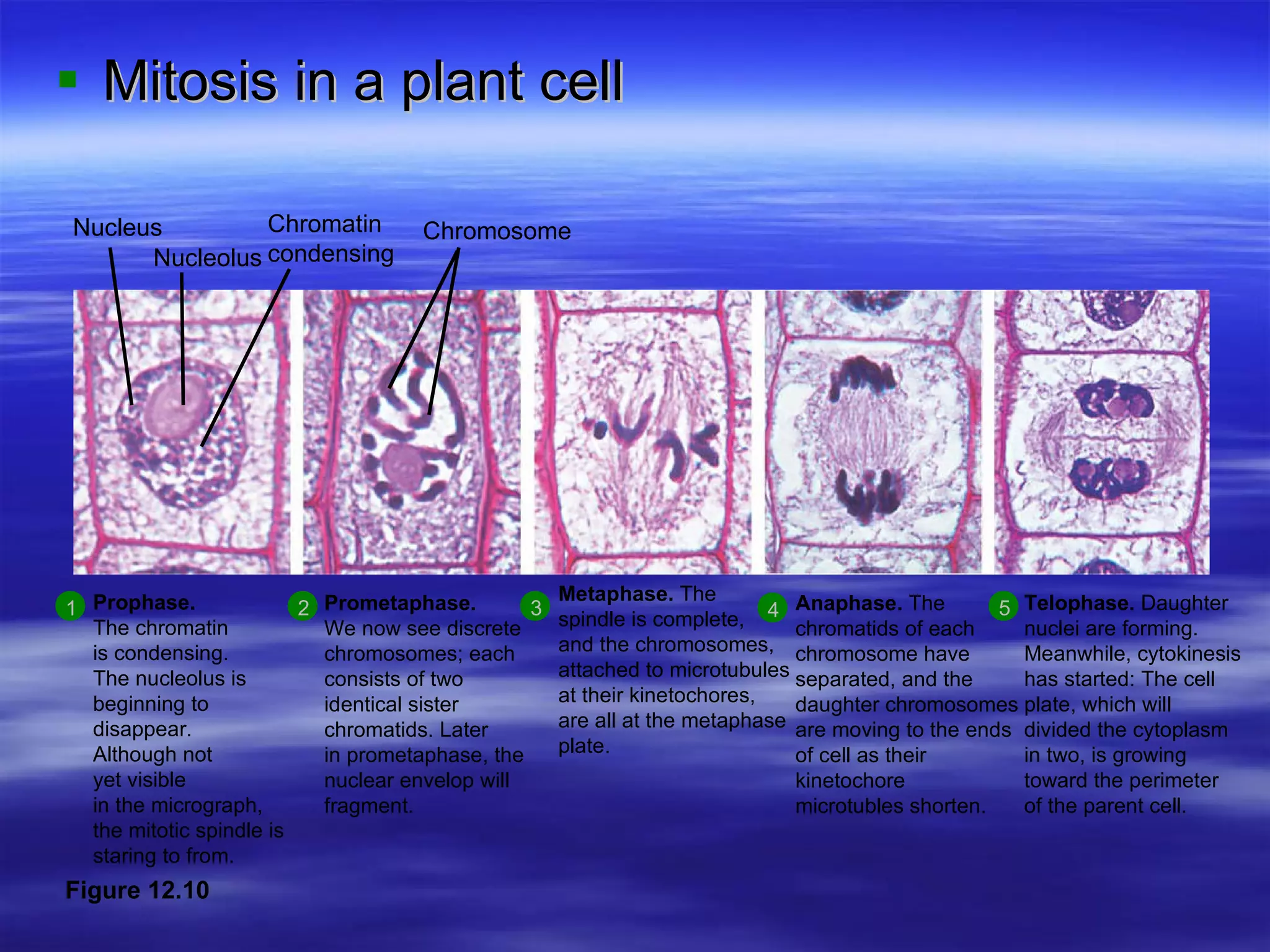 Mitosis in a plant cell 1 Prophase.  The chromatin is condensing.  The nucleolus is  beginning to  disappear. Although not  yet visible  in the micrograph,  the mitotic spindle is  staring to from. Prometaphase. We now see discrete chromosomes; each  consists of two  identical sister  chromatids. Later in prometaphase, the  nuclear envelop will  fragment. Metaphase.  The  spindle is complete, and the chromosomes, attached to microtubules at their kinetochores,  are all at the metaphase  plate. Anaphase.  The chromatids of each  chromosome have  separated, and the  daughter chromosomes are moving to the ends  of cell as their  kinetochore microtubles shorten. Telophase.  Daughter nuclei are forming.  Meanwhile, cytokinesis has started: The cell plate, which will  divided the cytoplasm  in two, is growing  toward the perimeter   of the parent cell. 2 3 4 5 Nucleus Nucleolus Chromosome Chromatin condensing Figure 12.10 