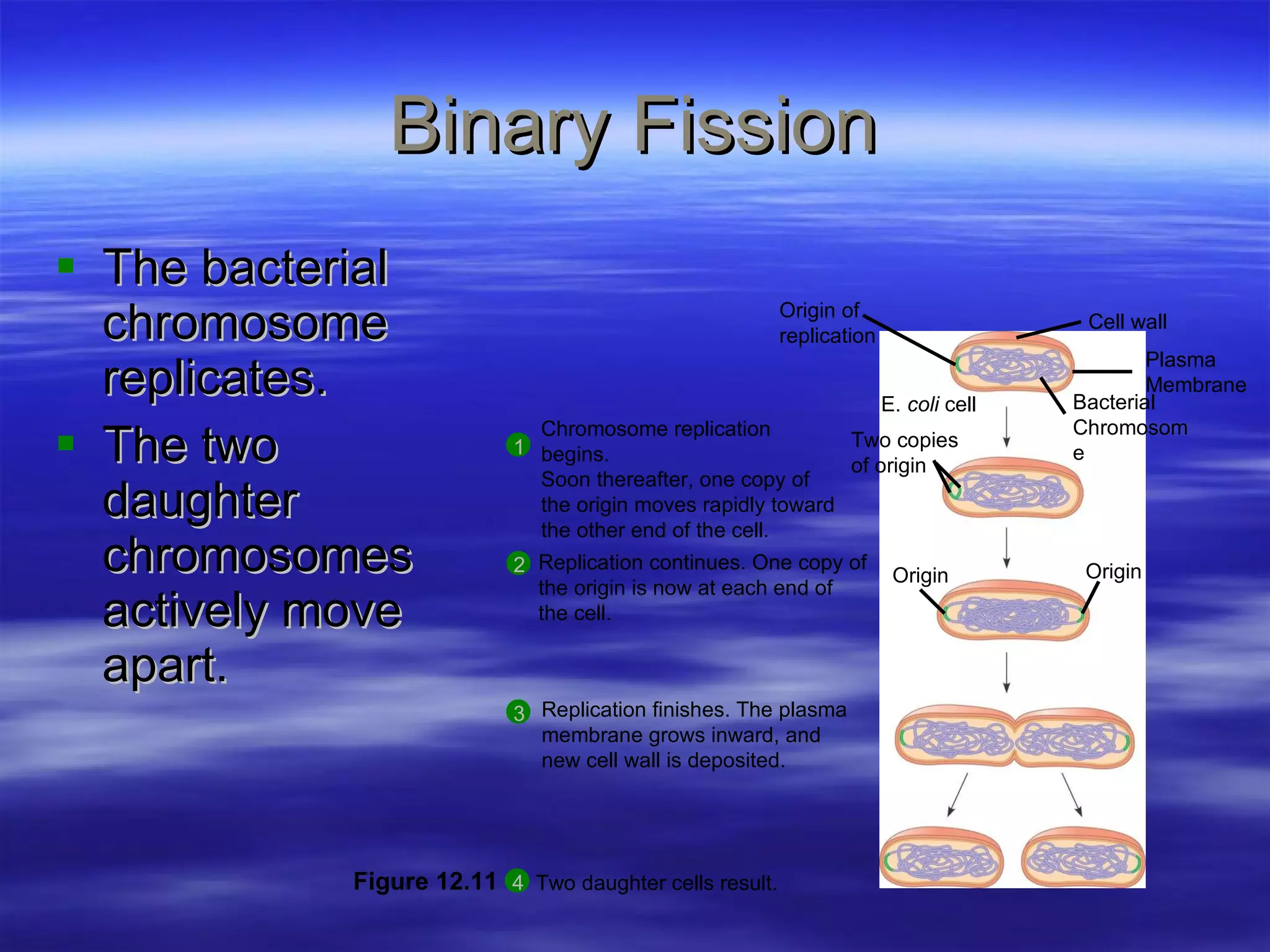 Binary Fission The bacterial chromosome replicates. The two daughter chromosomes actively move apart. Figure 12.11 Origin of replication E.  coli  cell Bacterial Chromosome Cell wall Plasma  Membrane Two copies of origin Origin Origin Chromosome replication begins. Soon thereafter, one copy of the origin moves rapidly toward the other end of the cell. 1 Replication continues. One copy of the origin is now at each end of  the cell. 2 Replication finishes. The plasma membrane grows inward, and new cell wall is deposited. 3 Two daughter cells result. 4 
