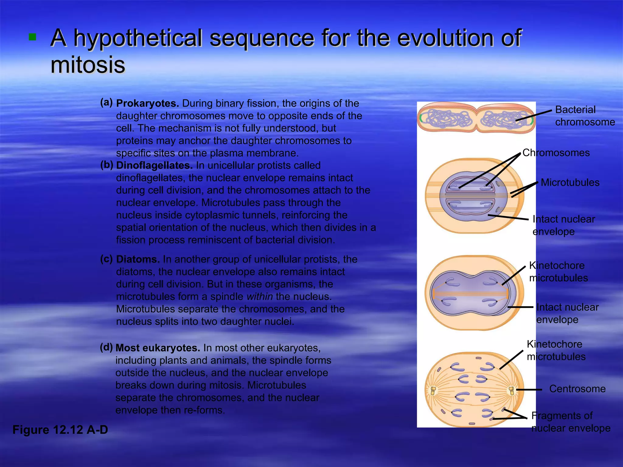 A hypothetical sequence for the evolution of mitosis Figure 12.12 A-D Most eukaryotes.  In most other eukaryotes, including plants and animals, the spindle forms outside the nucleus, and the nuclear envelope breaks down during mitosis. Microtubules separate the chromosomes, and the nuclear envelope then re-forms. Dinoflagellates.  In unicellular protists called dinoflagellates, the nuclear envelope remains intact during cell division, and the chromosomes attach to the nuclear envelope. Microtubules pass through the nucleus inside cytoplasmic tunnels, reinforcing the spatial orientation of the nucleus, which then divides in a fission process reminiscent of bacterial division. Diatoms.  In another group of unicellular protists, the diatoms, the nuclear envelope also remains intact during cell division. But in these organisms, the microtubules form a spindle  within  the nucleus. Microtubules separate the chromosomes, and the nucleus splits into two daughter nuclei. Prokaryotes.  During binary fission, the origins of the daughter chromosomes move to opposite ends of the cell. The mechanism is not fully understood, but proteins may anchor the daughter chromosomes to specific sites on the plasma membrane. (a) (b) (c) (d) Bacterial chromosome Microtubules Intact nuclear  envelope Chromosomes Kinetochore  microtubules Intact nuclear envelope Kinetochore  microtubules Fragments of nuclear envelope Centrosome 