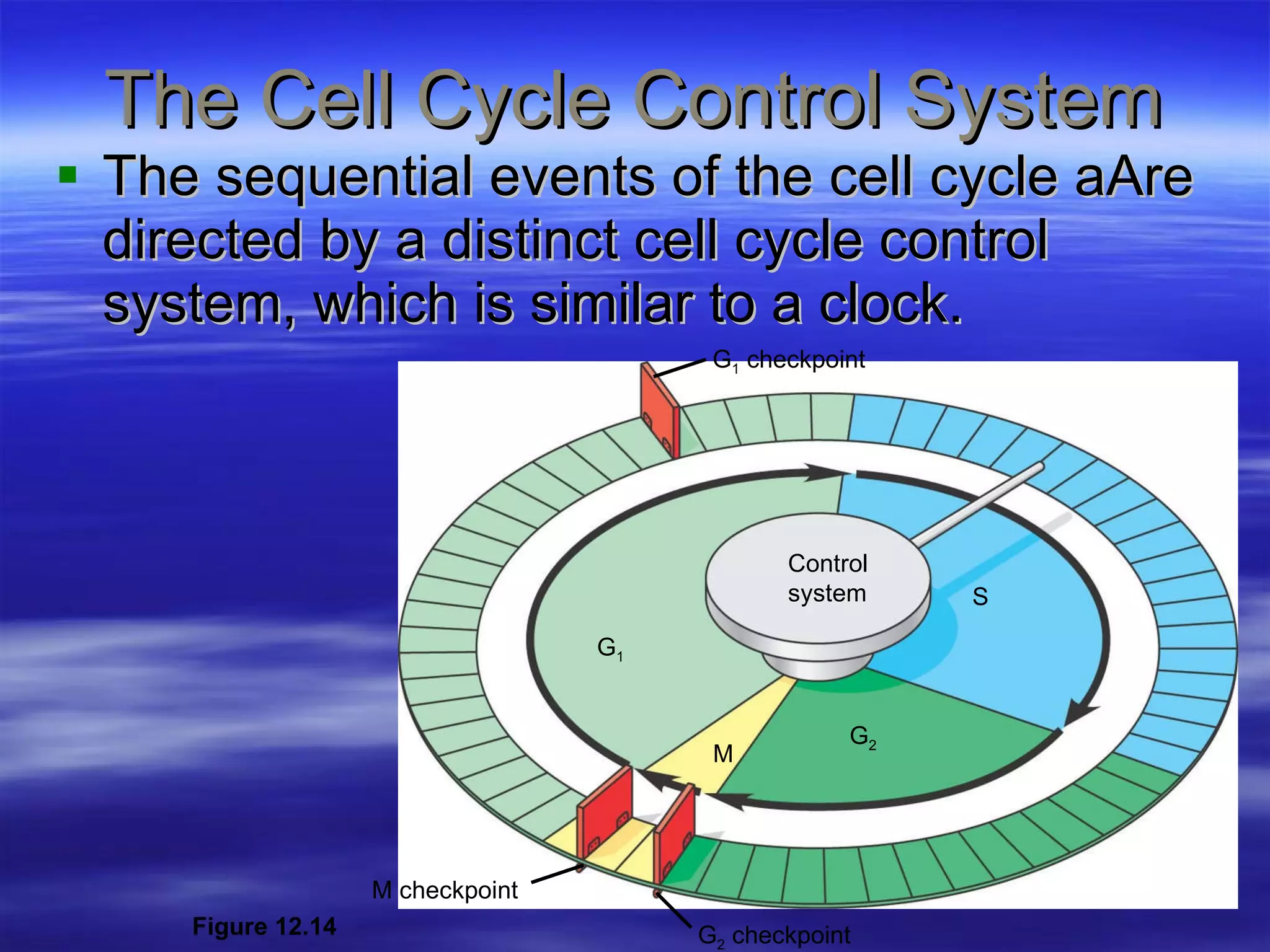 The Cell Cycle Control System The sequential events of the cell cycle aAre directed by a distinct cell cycle control system, which is similar to a clock. Figure 12.14 Control  system  G 2  checkpoint M checkpoint G 1  checkpoint G 1 S G 2 M 