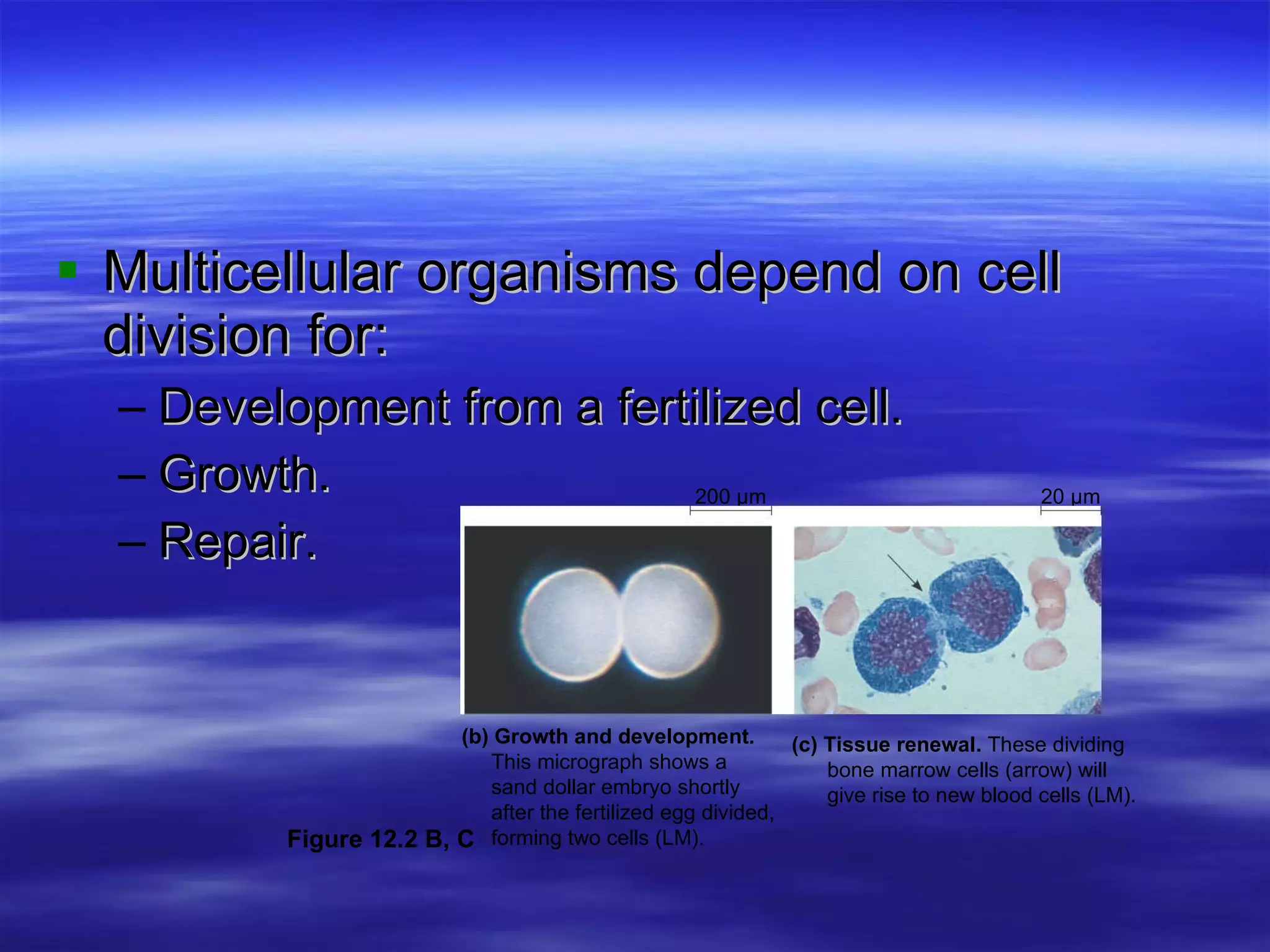 Multicellular organisms depend on cell division for: Development from a fertilized cell. Growth. Repair. 20 µm 200 µm (b) Growth and development.    This micrograph shows a    sand dollar embryo shortly    after the fertilized egg divided,    forming two cells (LM). (c) Tissue renewal.  These dividing    bone marrow cells (arrow) will    give rise to new blood cells (LM). Figure 12.2 B, C 