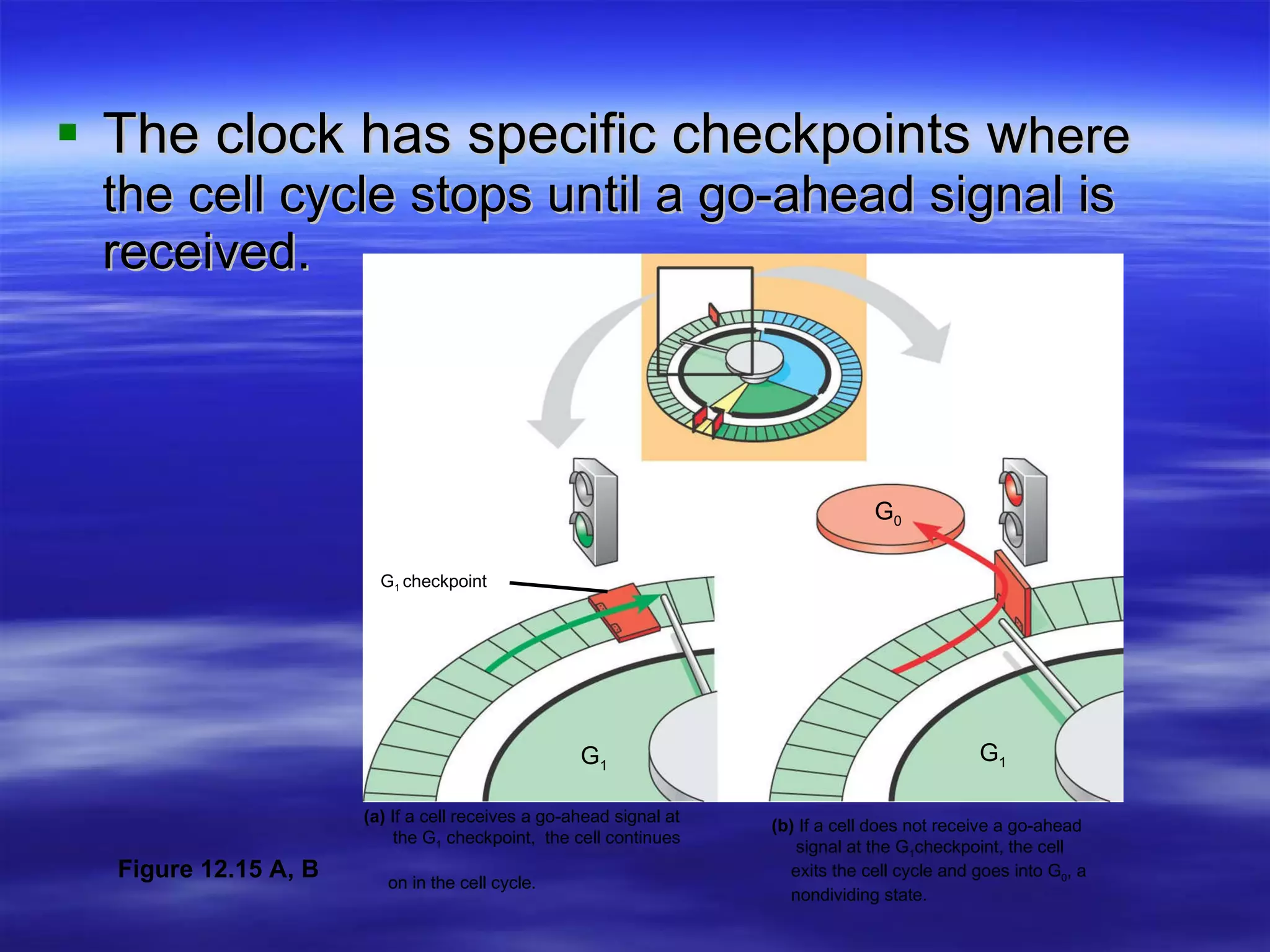 The clock has specific checkpoints w here the cell cycle stops until a go-ahead signal is received. G 1  checkpoint G 1 G 1 G 0 (a)  If a cell receives a go-ahead signal at    the G 1  checkpoint,  the cell continues       on in the cell cycle. (b)  If a cell does not receive a go-ahead    signal at the G 1 checkpoint, the cell    exits the cell cycle and goes into G 0 , a nondividing state. Figure 12.15 A, B 