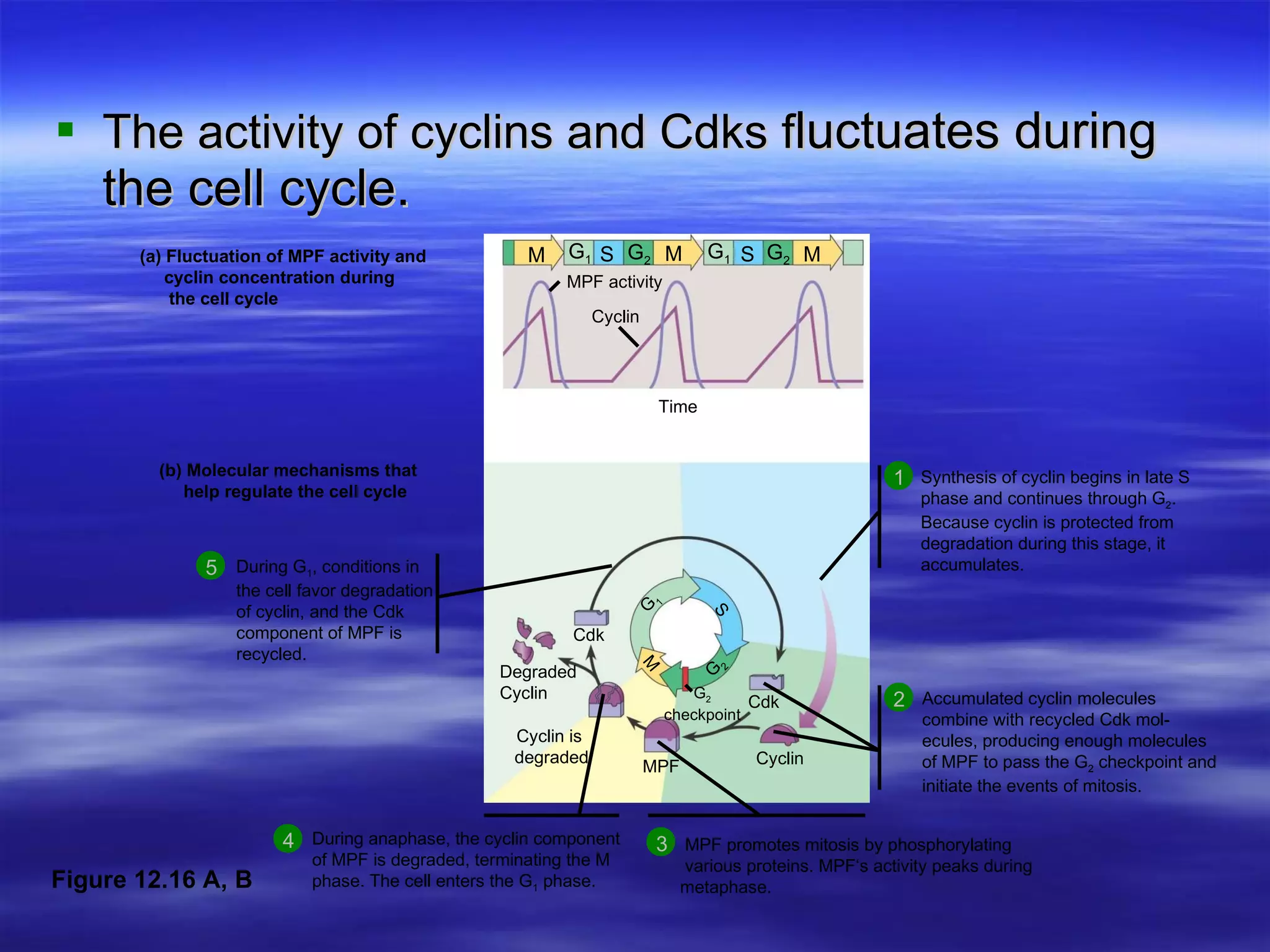The activity of cyclins and Cdks f luctuates during the cell cycle. During G 1 , conditions in   the cell favor degradation of cyclin, and the Cdk   component of MPF is   recycled. 5 During anaphase, the cyclin component  of MPF is degraded, terminating the M  phase. The cell enters the G 1  phase. 4 Accumulated cyclin molecules combine with recycled Cdk mol- ecules, producing enough molecules of MPF to pass the G 2  checkpoint and initiate the events of mitosis. 2 Synthesis of cyclin begins in late S phase and continues through G 2 . Because cyclin is protected from degradation during this stage, it accumulates. 1 Cdk Cdk G 2 checkpoint Cyclin MPF Cyclin is  degraded Degraded Cyclin  G 1 G 2 S M G 1 G 1 S G 2 G 2 S M M MPF activity Cyclin Time (a) Fluctuation of MPF activity and    cyclin concentration during the cell cycle (b) Molecular mechanisms that    help regulate the cell cycle MPF promotes mitosis by phosphorylating  various proteins. MPF‘s activity peaks during  metaphase. 3 Figure 12.16 A, B M 
