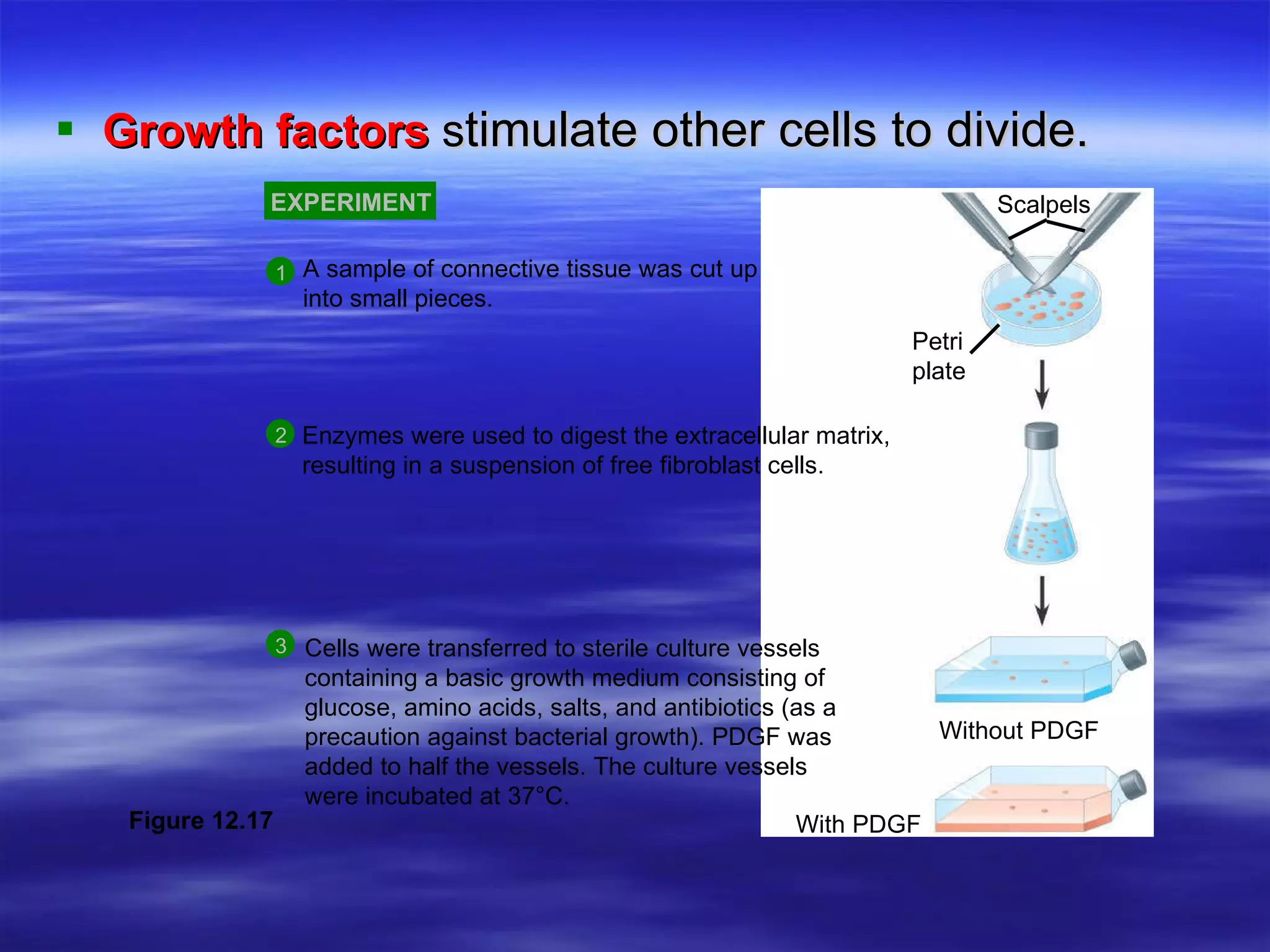 Growth factors  s timulate other cells to divide. EXPERIMENT A sample of connective tissue was cut up  into small pieces. Enzymes were used to digest the extracellular matrix, resulting in a suspension of free fibroblast cells. Cells were transferred to sterile culture vessels containing a basic growth medium consisting of glucose, amino acids, salts, and antibiotics (as a precaution against bacterial growth). PDGF was added to half the vessels. The culture vessels were incubated at 37°C. 3 2 1 Petri plate Without PDGF With PDGF Scalpels Figure 12.17 