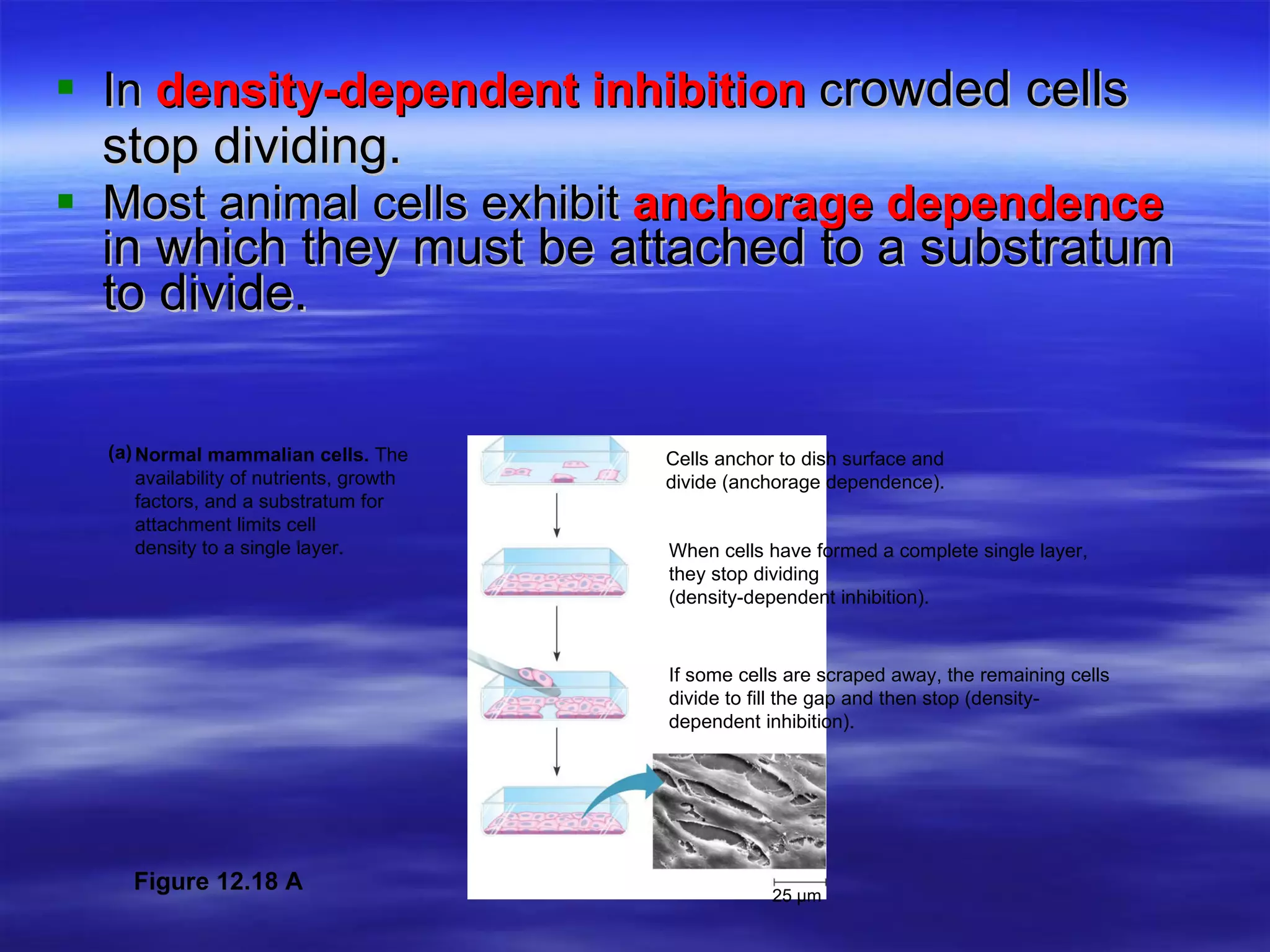 In  density-dependent inhibition  c rowded cells stop dividing. Most animal cells exhibit  anchorage dependence  i n which they must be attached to a substratum to divide. Cells anchor to dish surface and divide (anchorage dependence). When cells have formed a complete single layer, they stop dividing  (density-dependent inhibition). If some cells are scraped away, the remaining cells divide to fill the gap and then stop (density-dependent inhibition). Normal mammalian cells.  The  availability of nutrients, growth  factors, and a substratum for  attachment limits cell  density to a single layer.  (a) 25 µm Figure 12.18 A 