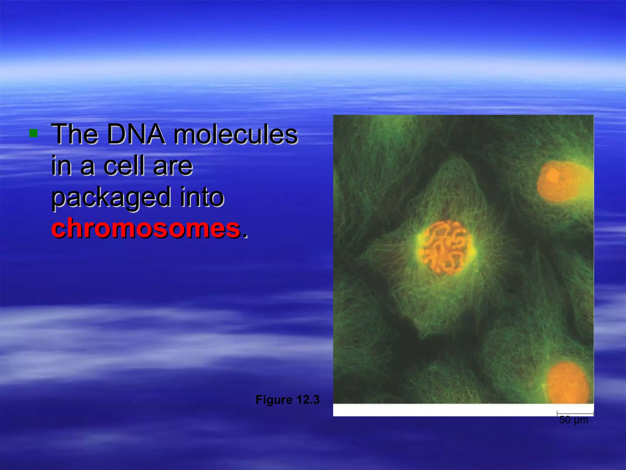 The DNA molecules in a cell are packaged into  chromosomes . 50 µm Figure 12.3 