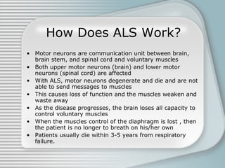How Does ALS Work? Motor neurons are communication unit between brain, brain stem, and spinal cord and voluntary muscles Both upper motor neurons (brain) and lower motor neurons (spinal cord) are affected With ALS, motor neurons degenerate and die and are not able to send messages to muscles This causes loss of function and the muscles weaken and waste away As the disease progresses, the brain loses all capacity to control voluntary muscles When the muscles control of the diaphragm is lost , then the patient is no longer to breath on his/her own Patients usually die within 3-5 years from respiratory failure. 