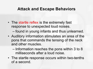 Attack and Escape Behaviors The  startle reflex  is the extremely fast response to unexpected loud noises. found in young infants and thus unlearned. Auditory information stimulates an area of the pons that commands the tensing of the neck and other muscles. Information reaches the pons within 3 to 8 milliseconds after a loud noise. The startle response occurs within two-tenths of a second. 