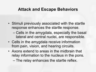 Attack and Escape Behaviors Stimuli previously associated with the startle response enhances the startle response. Cells in the amygdala, especially the basal lateral and central nuclei, are responsible. Cells in the amygdala receive information from pain, vision, and hearing circuits. Axons extend to areas in the midbrain that relay information to the nucleus in the pons. The relay enhances the startle reflex. 