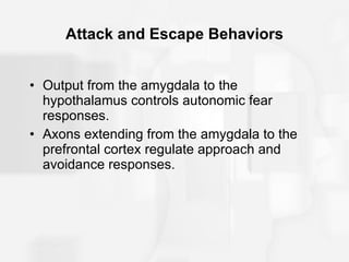 Attack and Escape Behaviors Output from the amygdala to the hypothalamus controls autonomic fear responses. Axons extending from the amygdala to the prefrontal cortex regulate approach and avoidance responses. 
